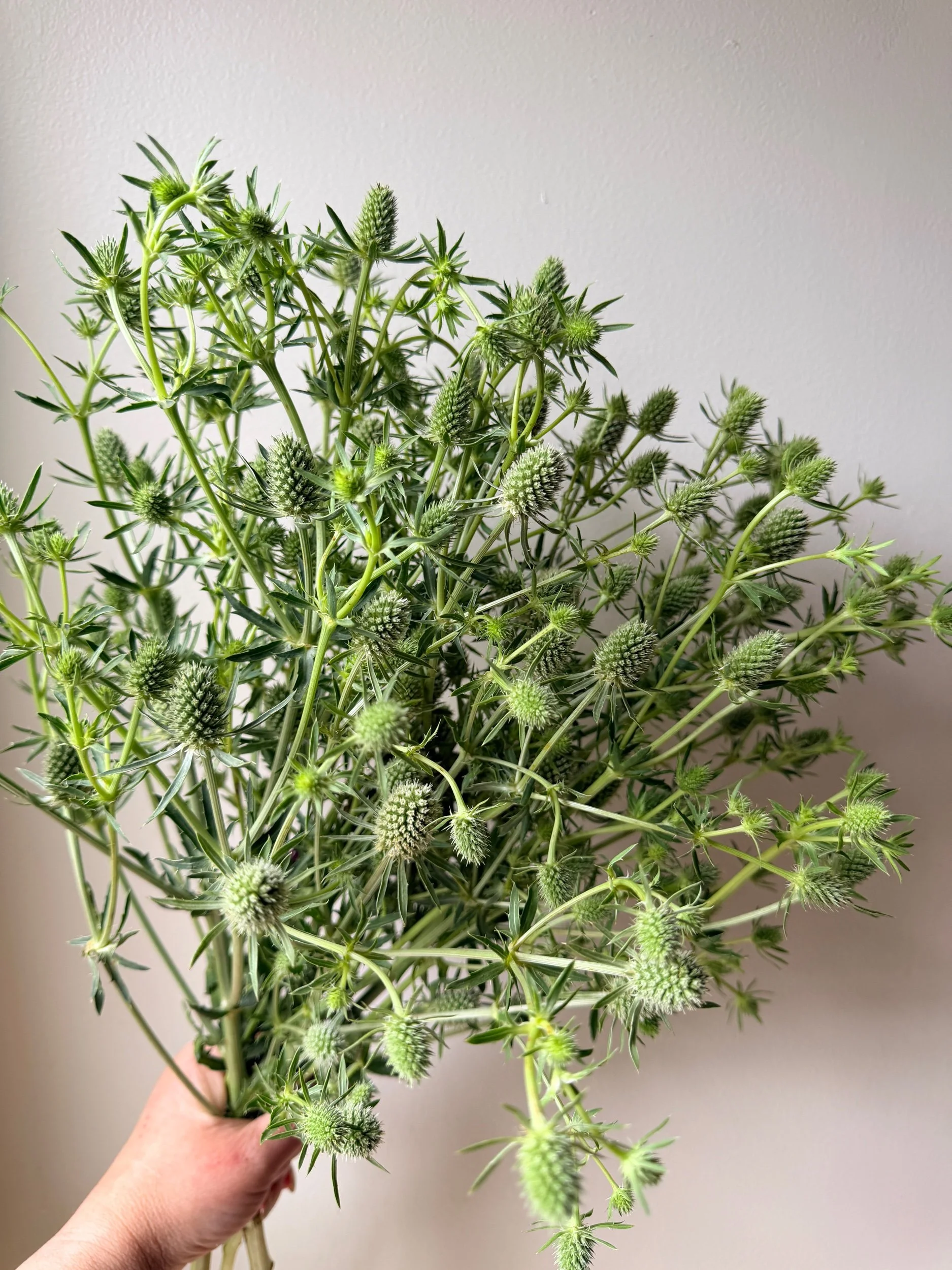 Eryngium