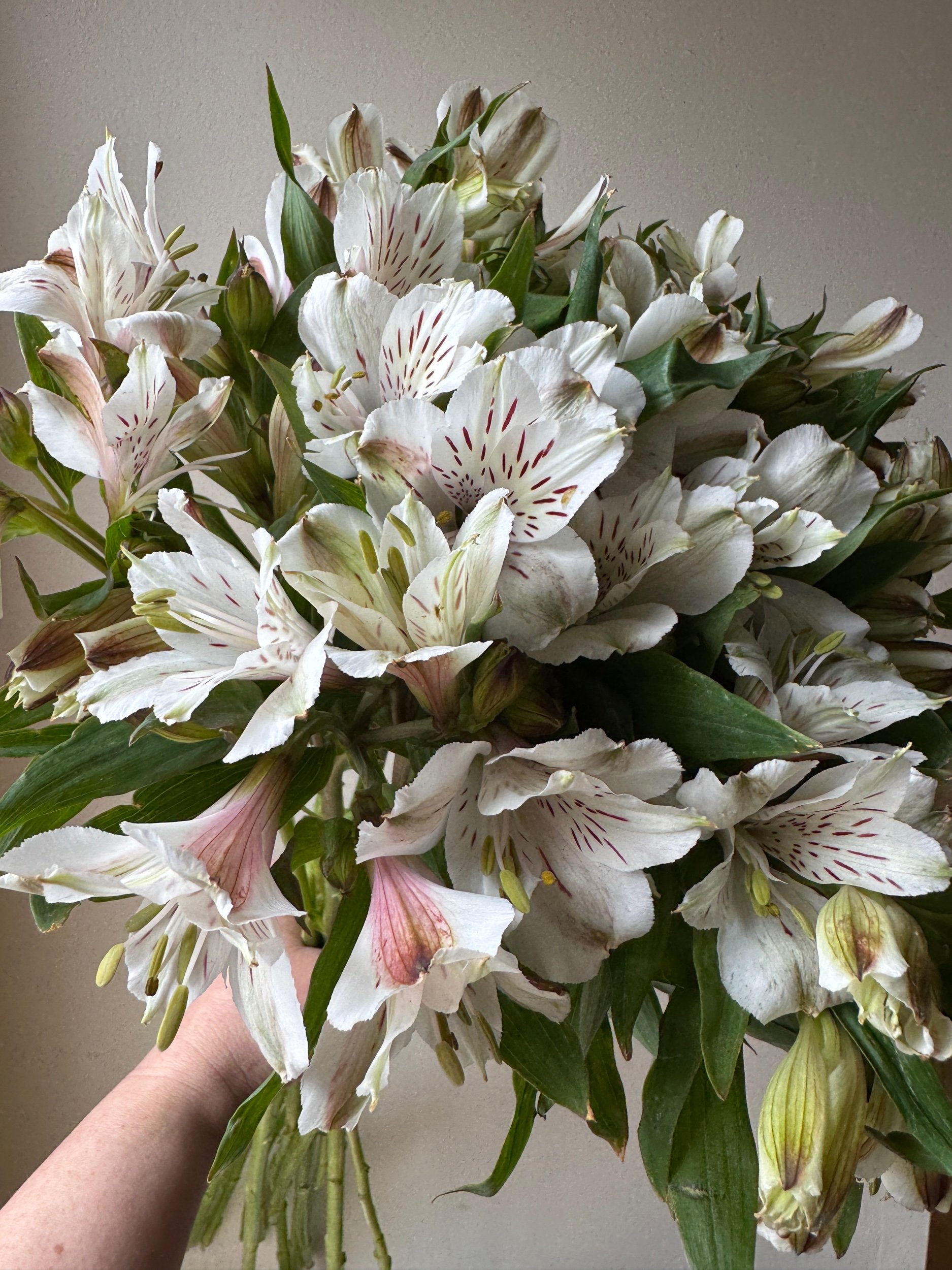 Alstroemeria