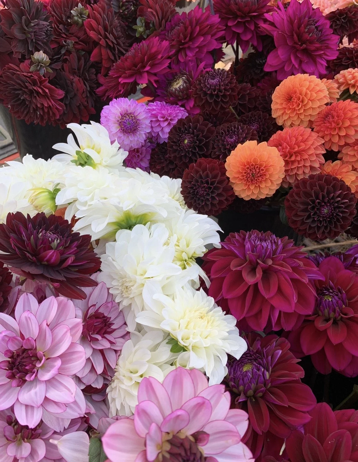 Dahlias - CA Farm 1