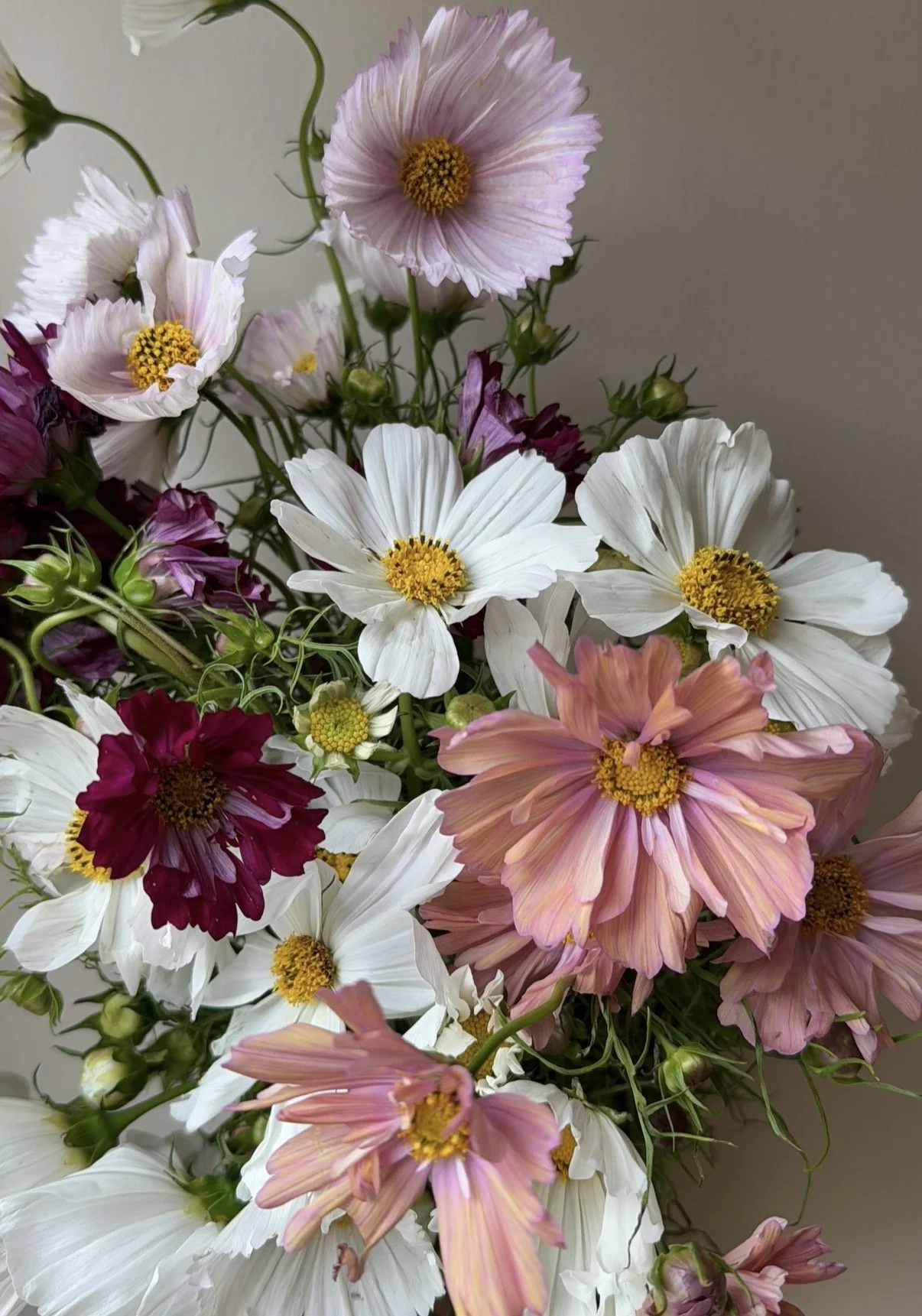Cosmos