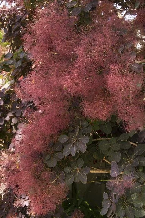 Smokebush Red - Oregon