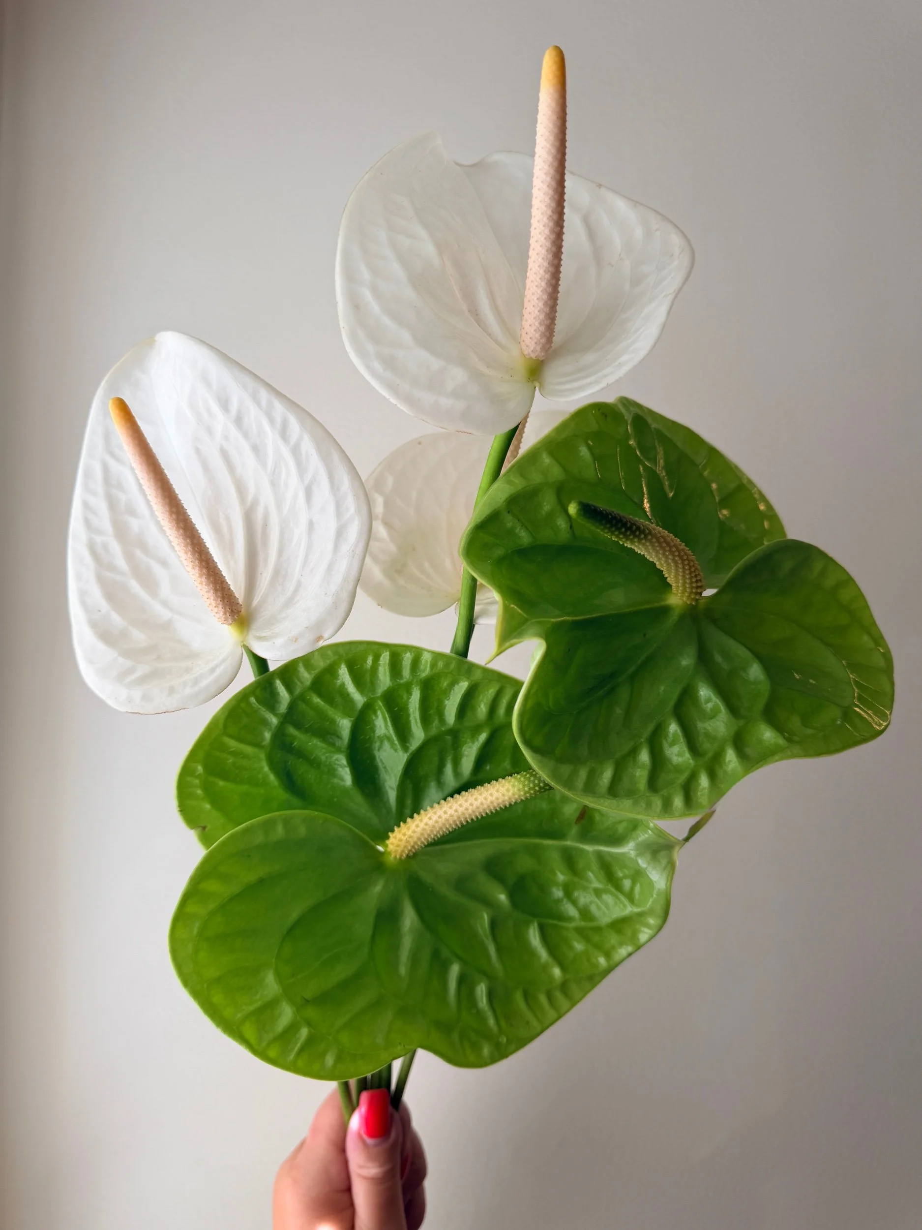 Anthurium - 30 stems