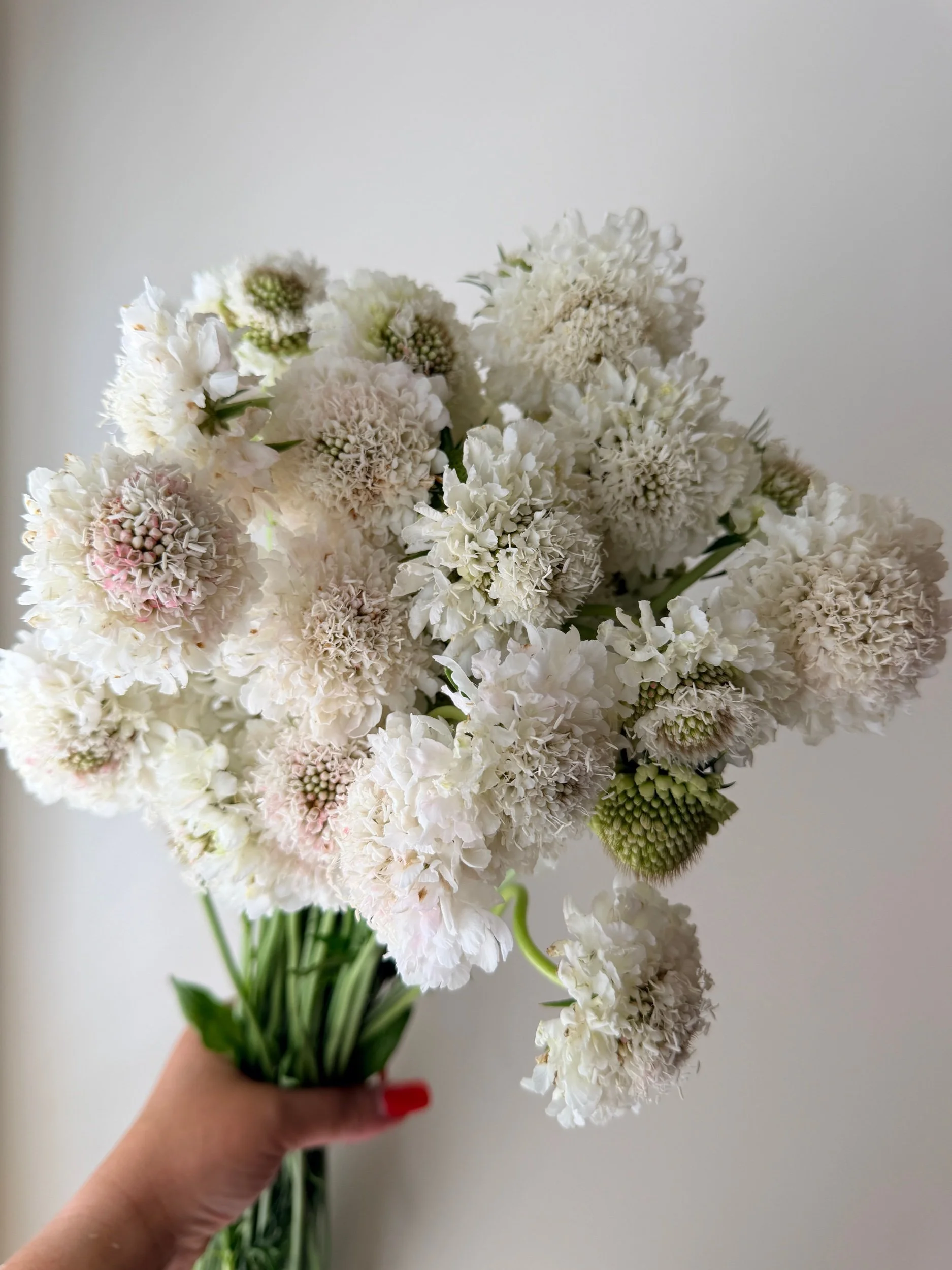 Scabiosa Scoop - Vanilla