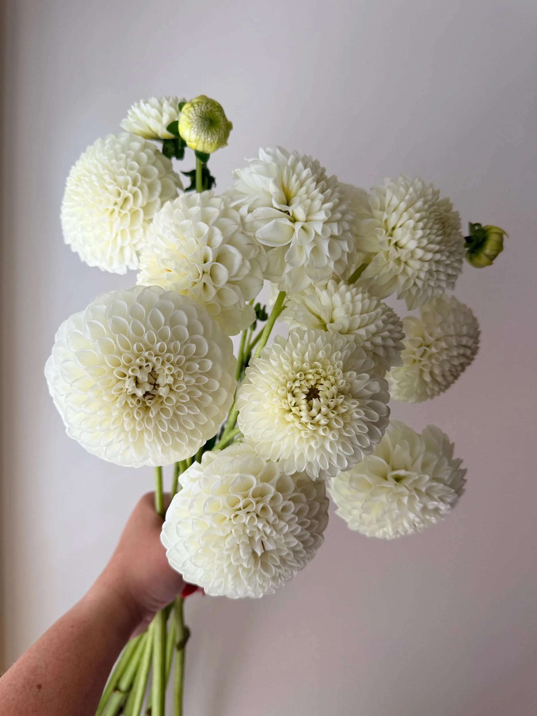 Dahlias - White