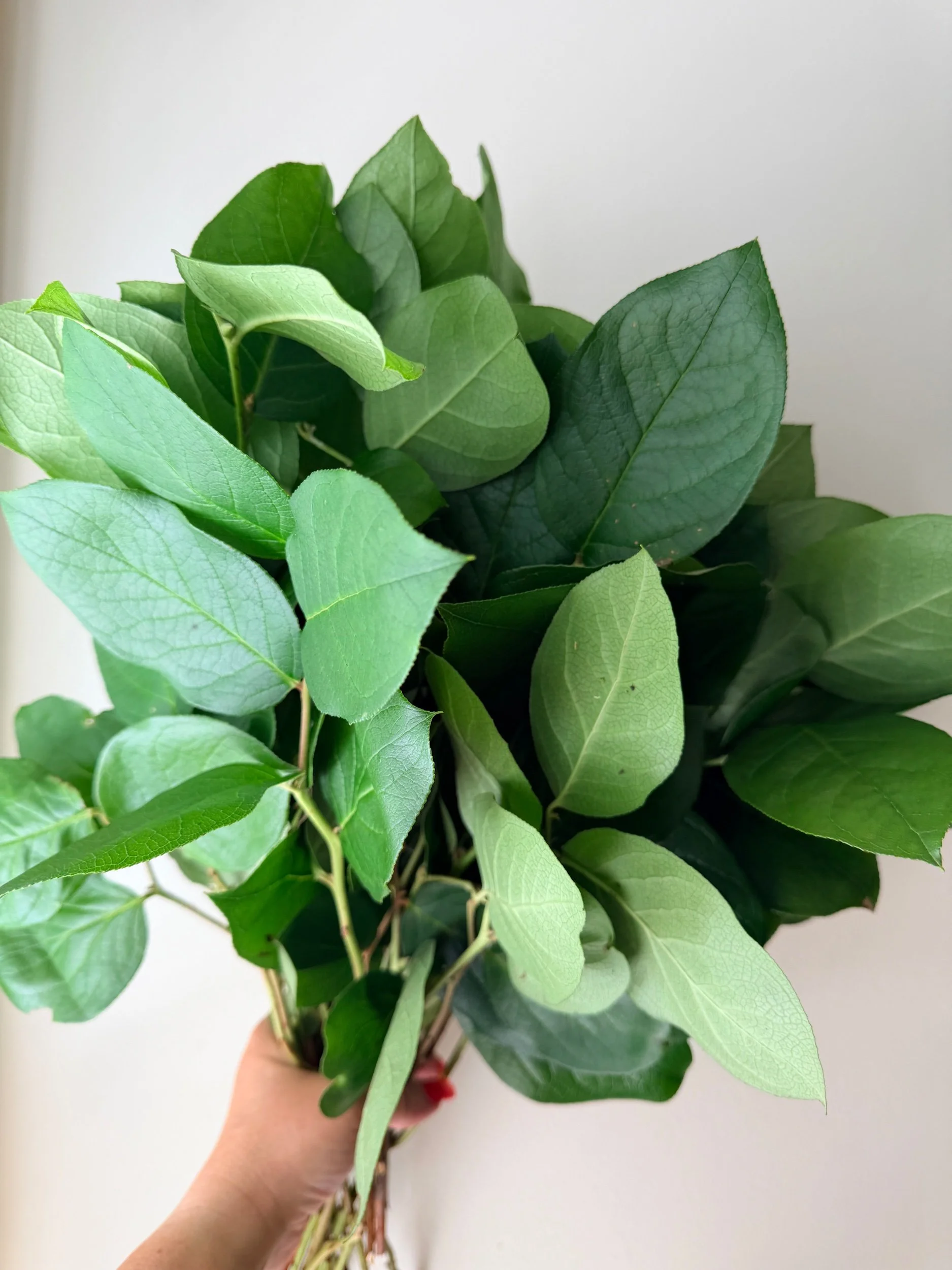 Salal - Regular