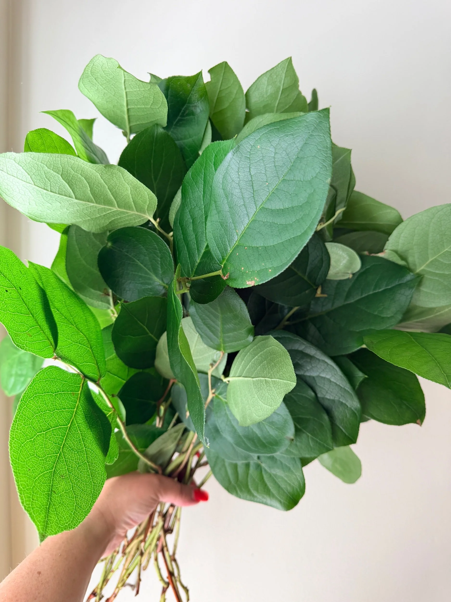 Salal - Tips