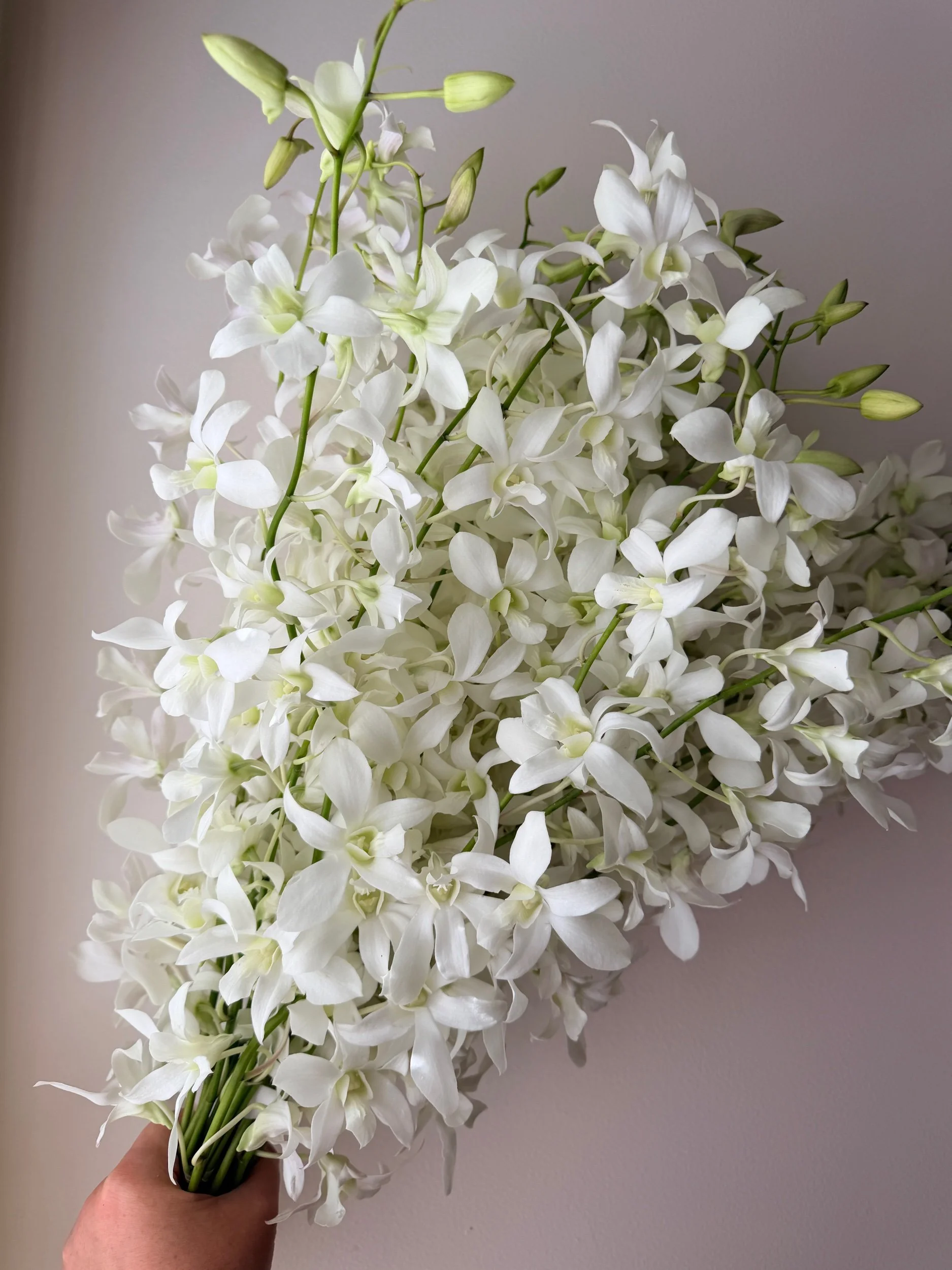 Orchids - Denbrodium - 40 stems