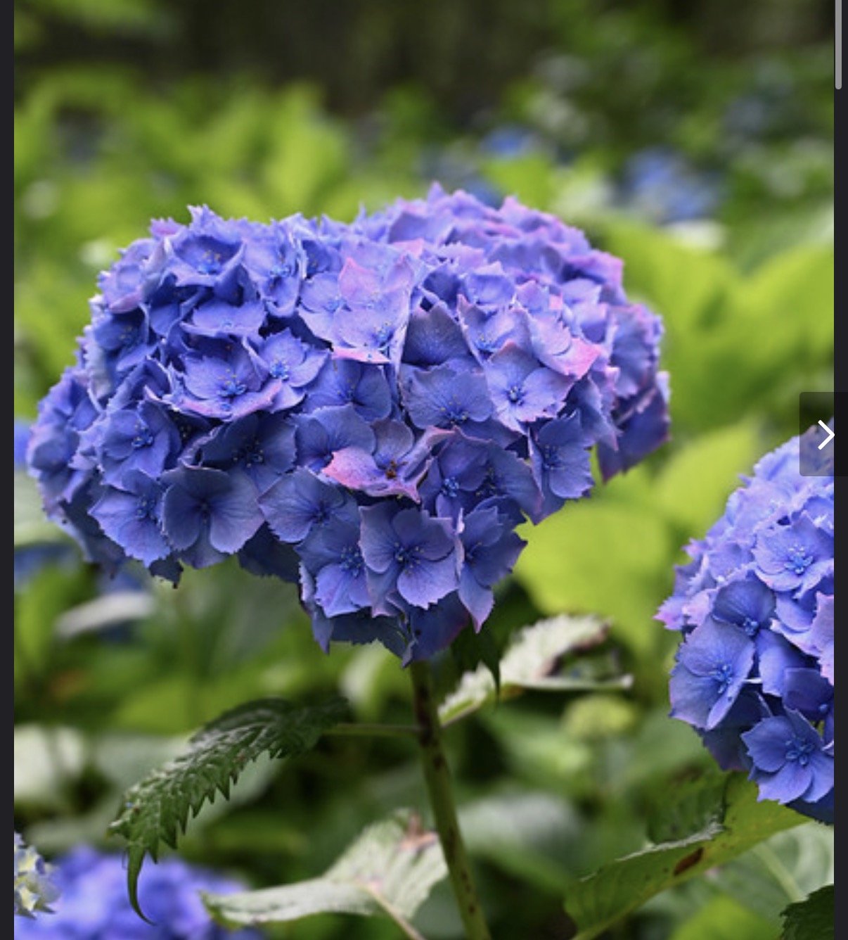 44A97D90-49D9-41FB-A955-8DF3D84952A5.jpeg