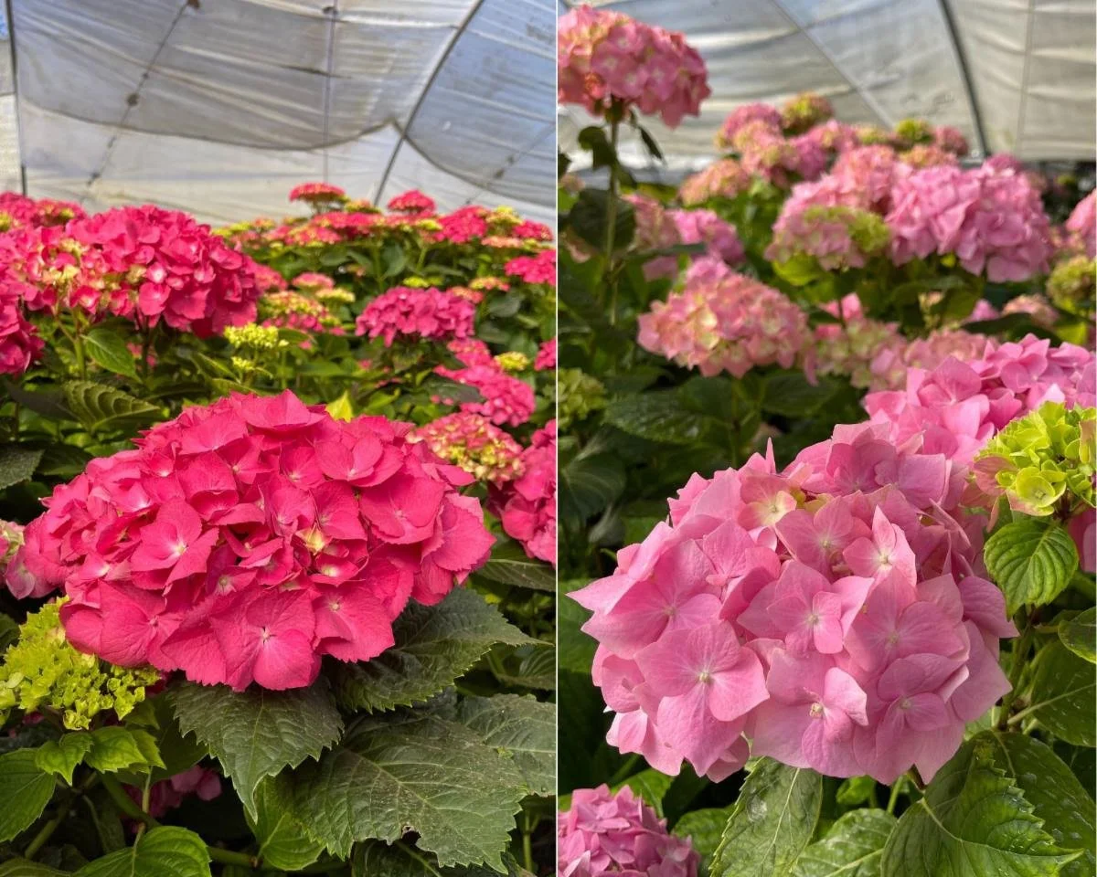 Hydrangea - Pink