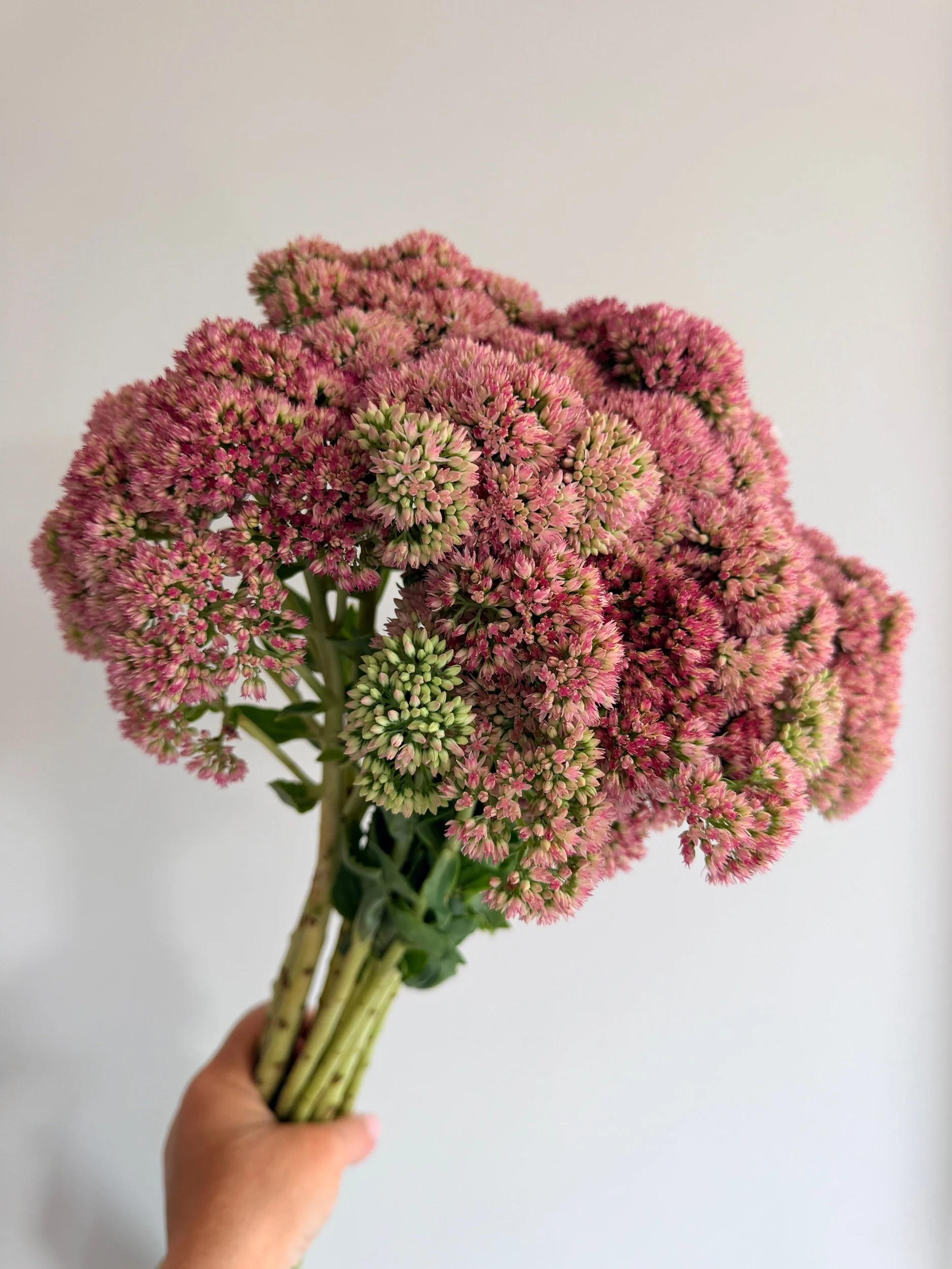 7E44B761-C29C-4C22-B602-D0679C164F16.jpeg