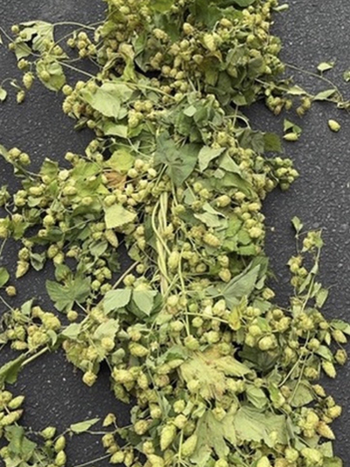 Hops Vine Garland - 18 ft