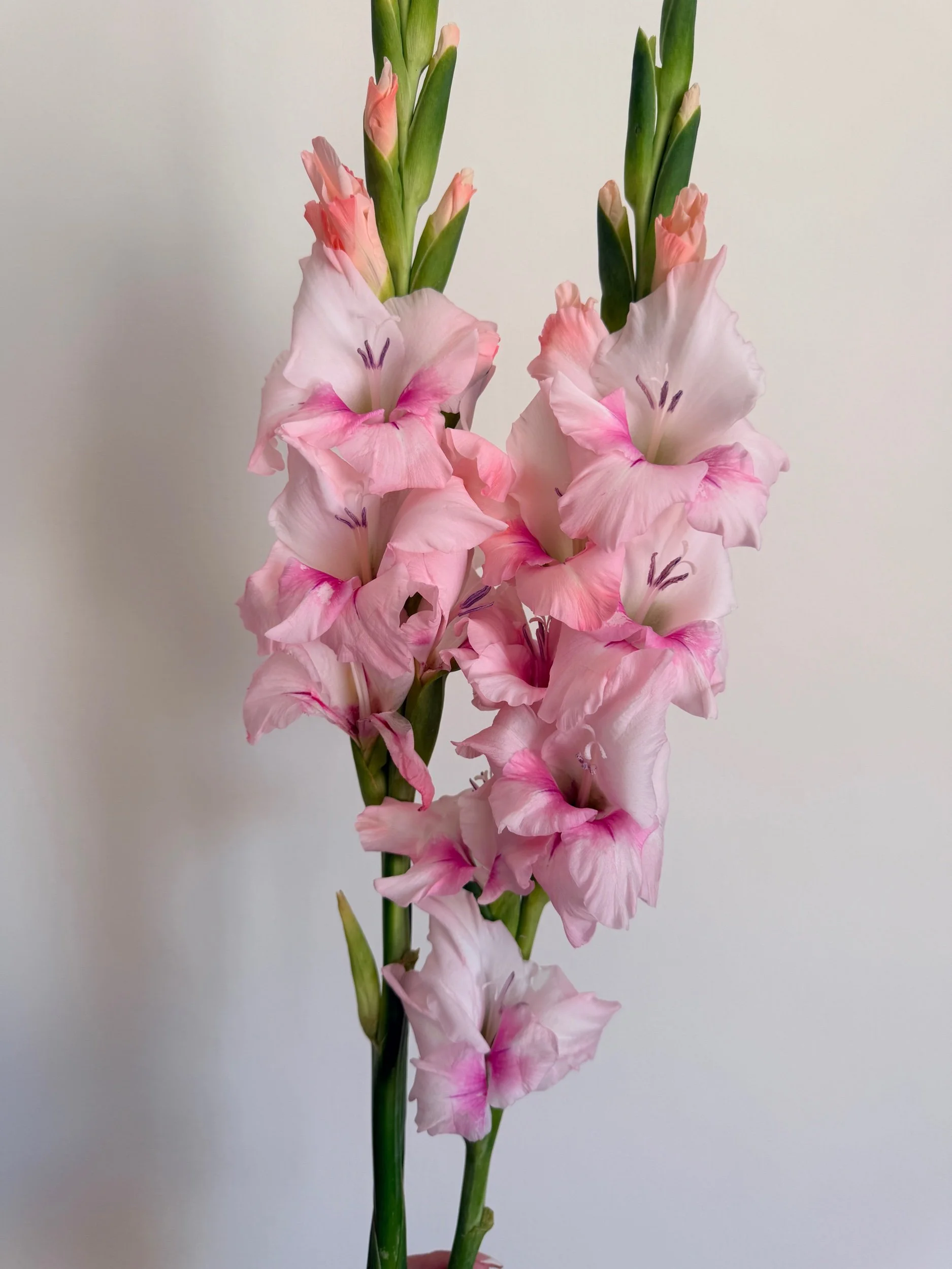 26D6CF1B-2EC7-4CEA-B179-04779857E281.jpeg