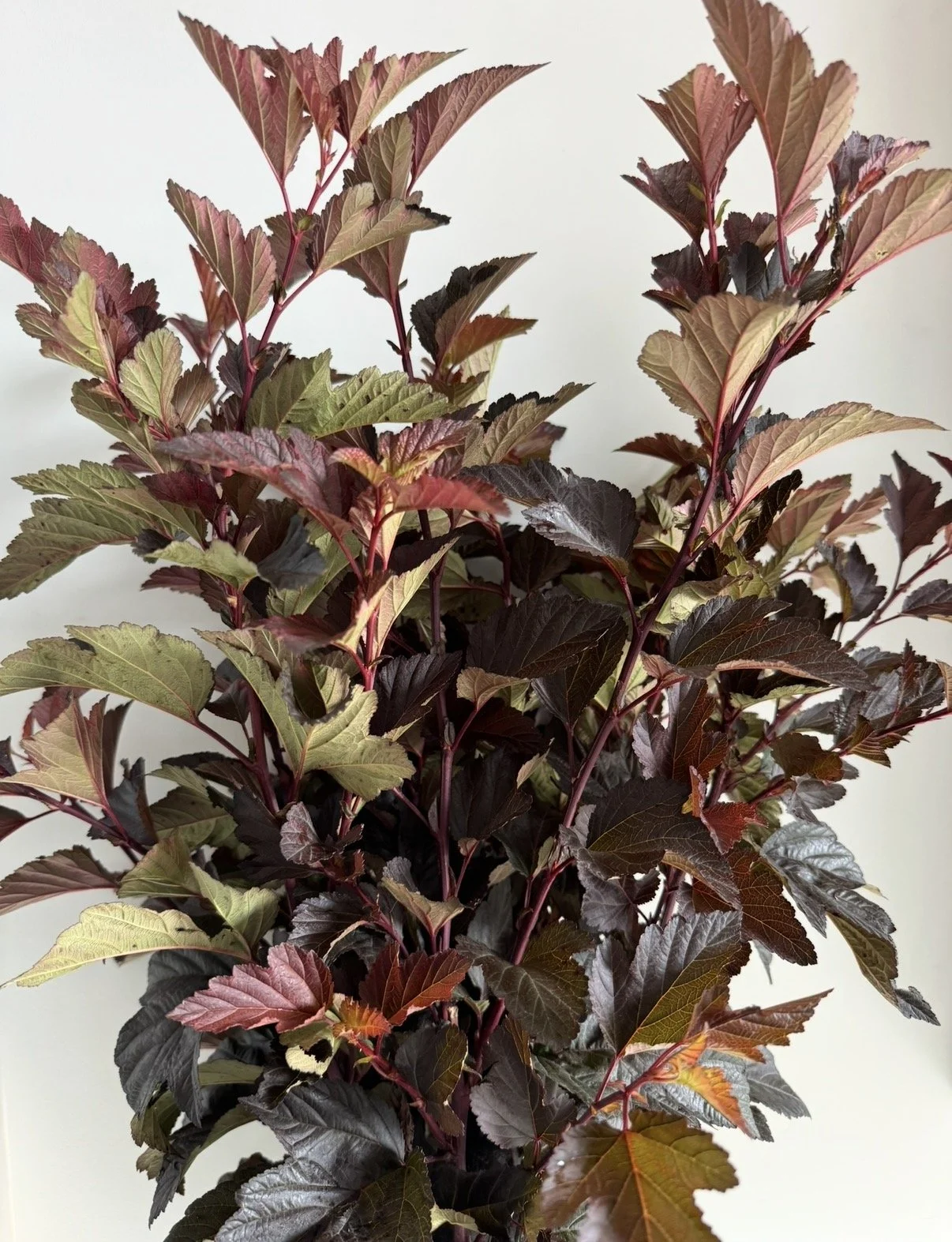 Ninebark