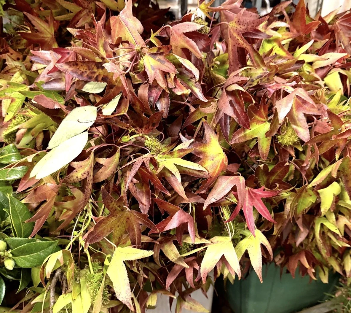 Liquid Amber - 14 bunches