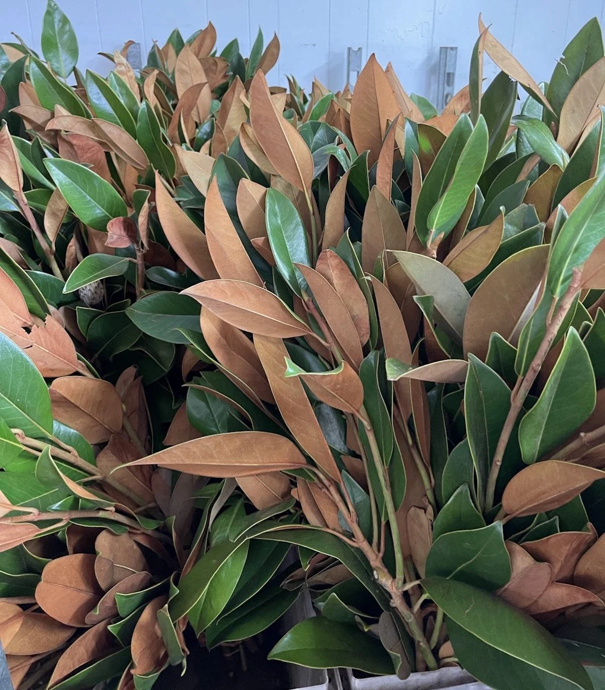 Magnolia - California Regular or Tips