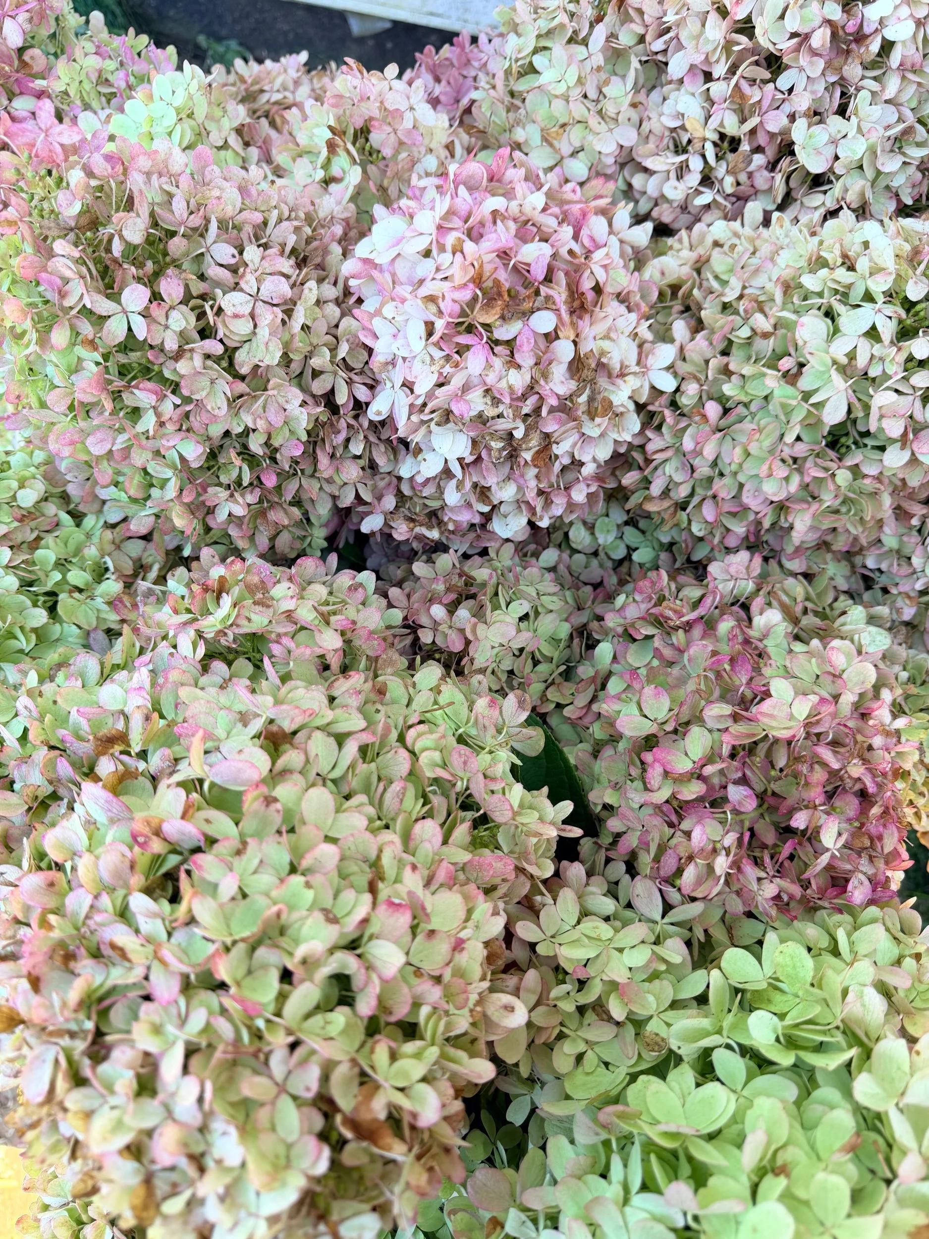 Antiqued Limelight Hydrangea - Maryland grown