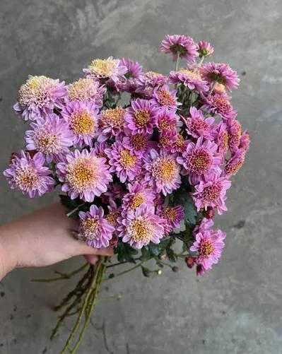 4E3966B4-DE15-4370-A6B8-267741CB0ADE.jpeg