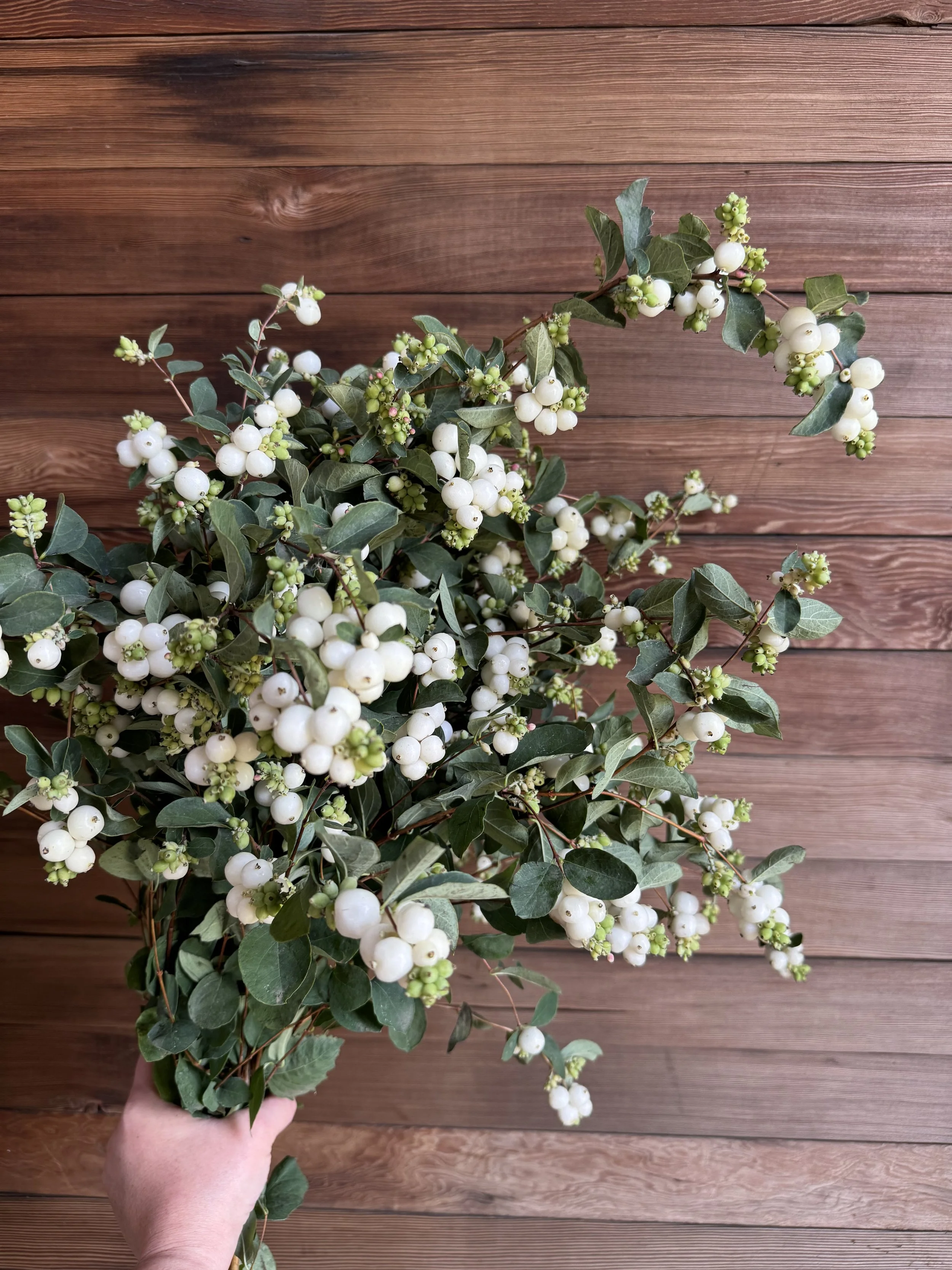 snowberries_9162.jpg
