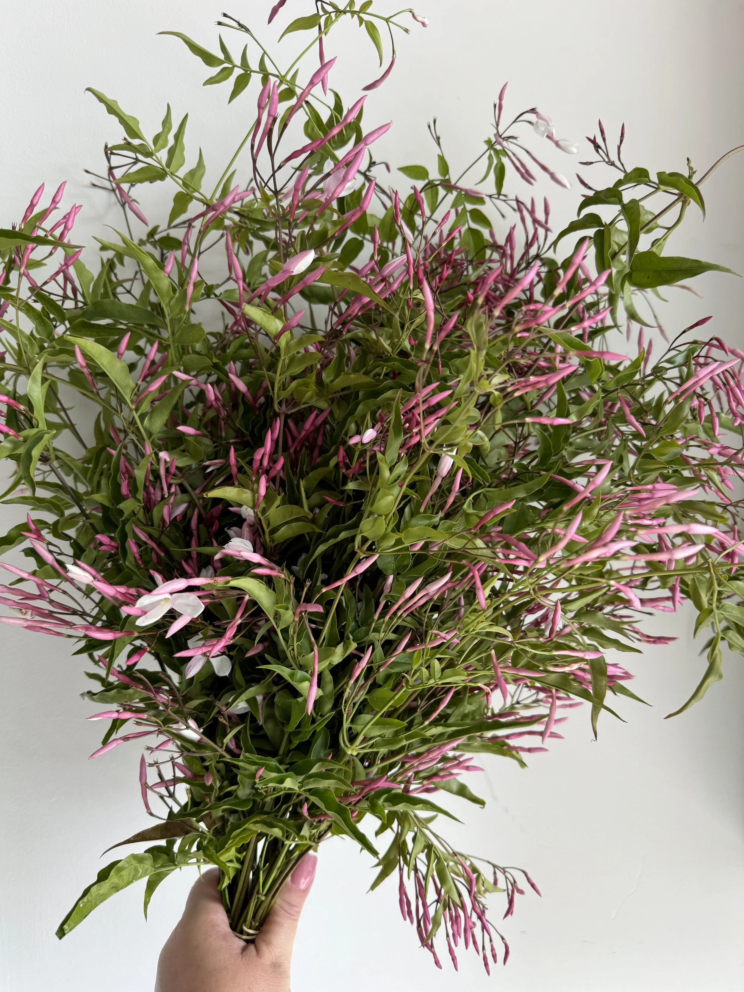 Blooming Jasmine Vine_5278.JPG