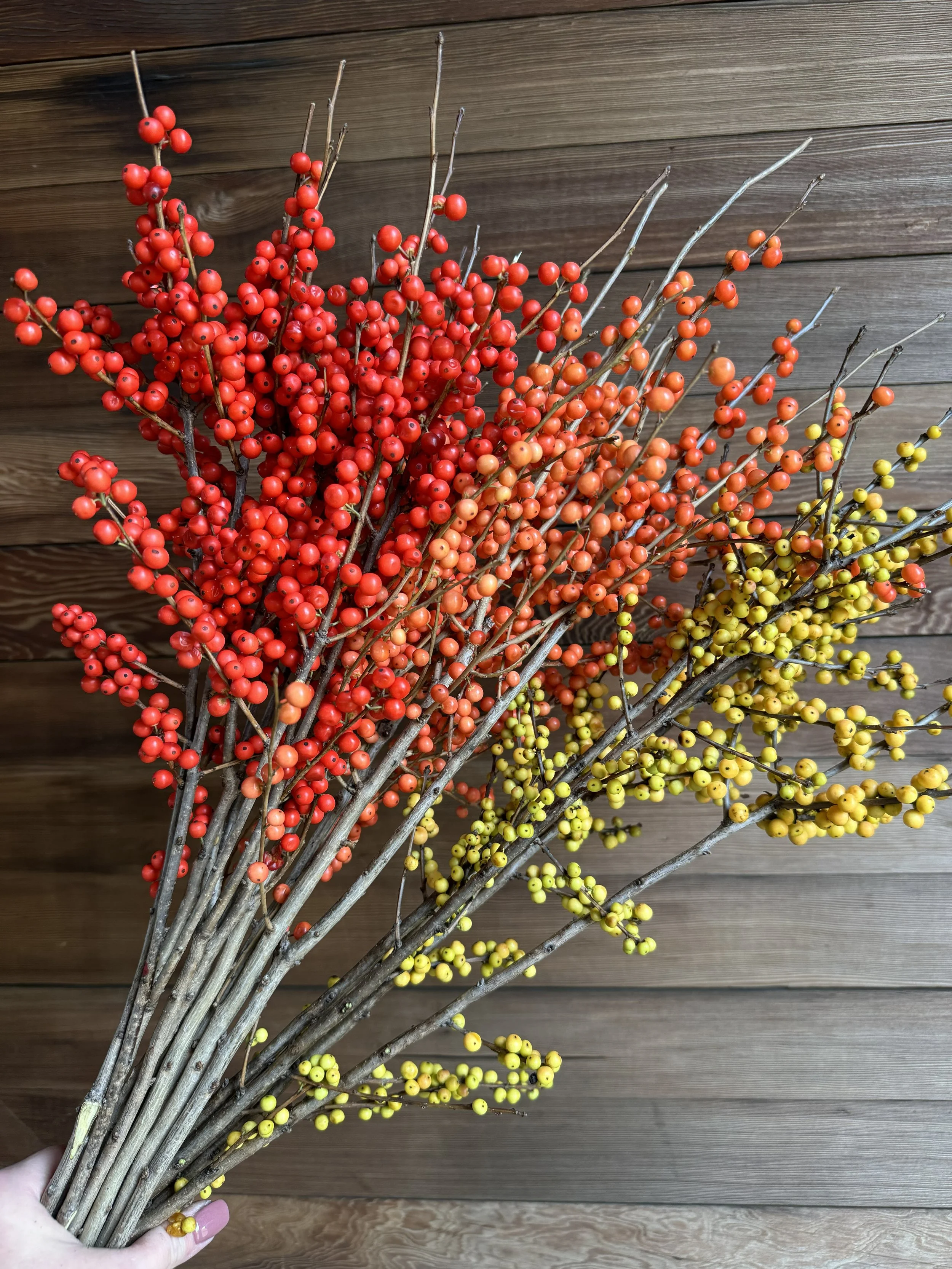 Ilex red yellow orange_9295.jpeg