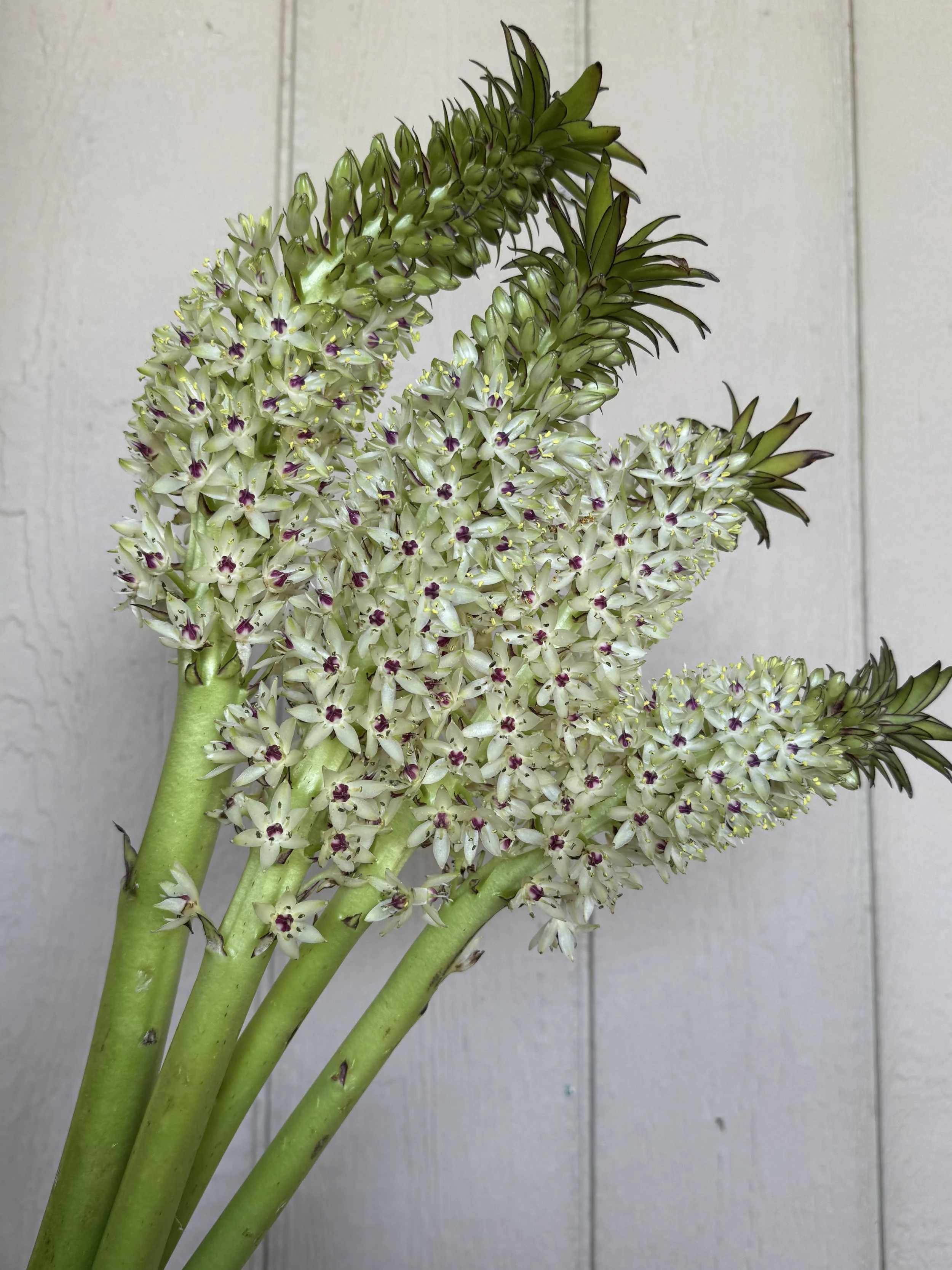 Eucomus