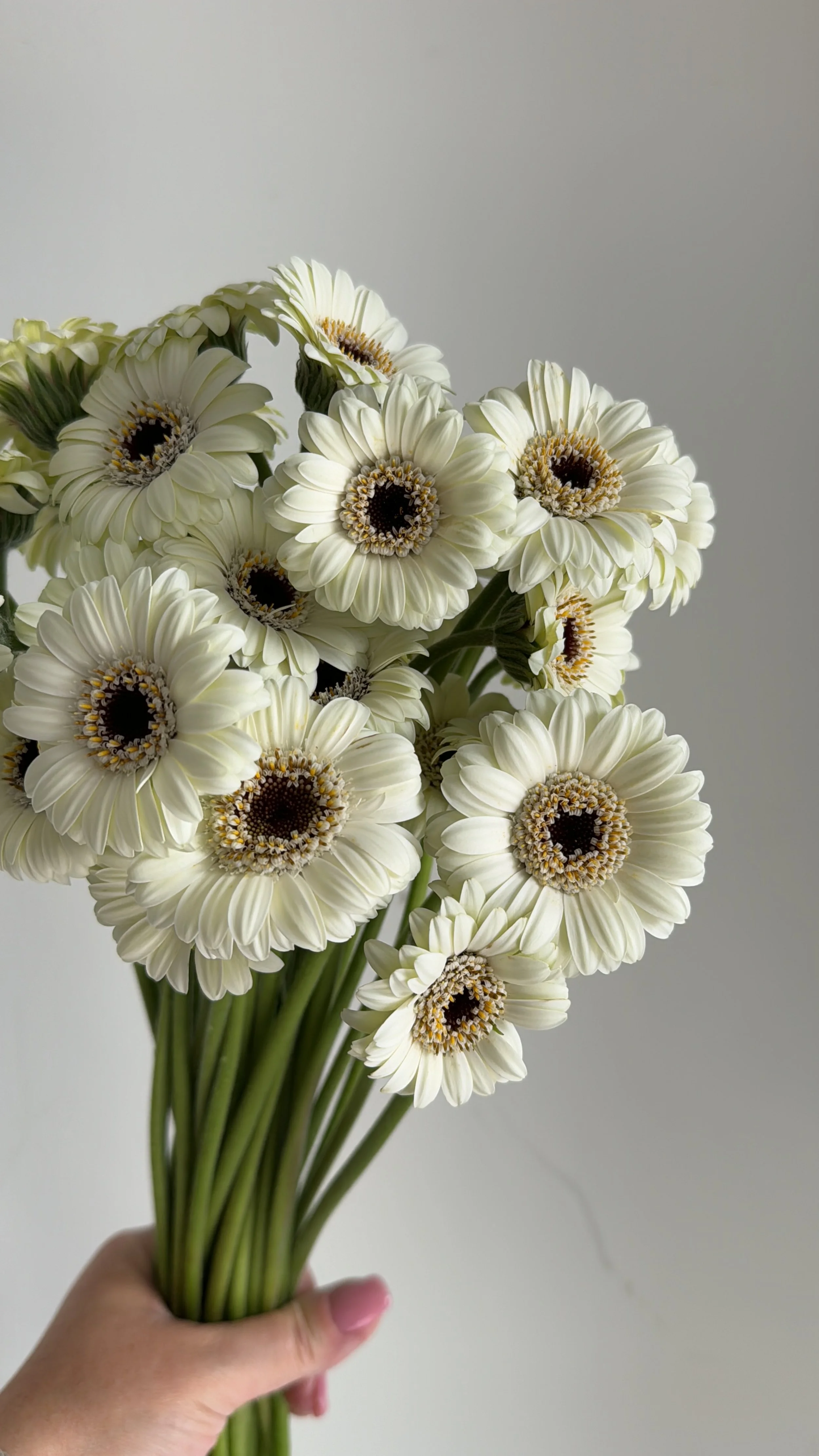 Gerberas - Piccolini Gerberas - White