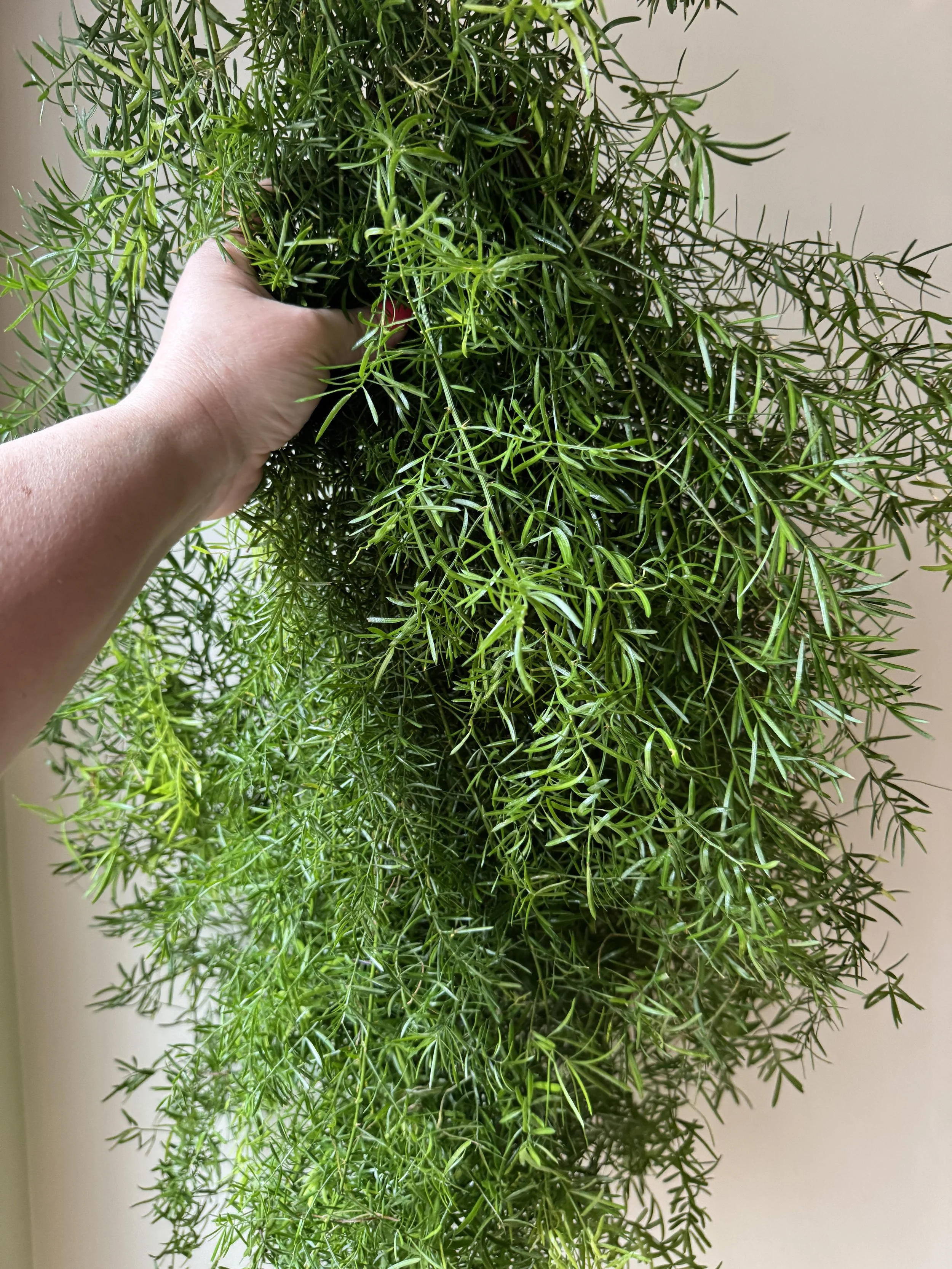 Springerei_0919.jpg