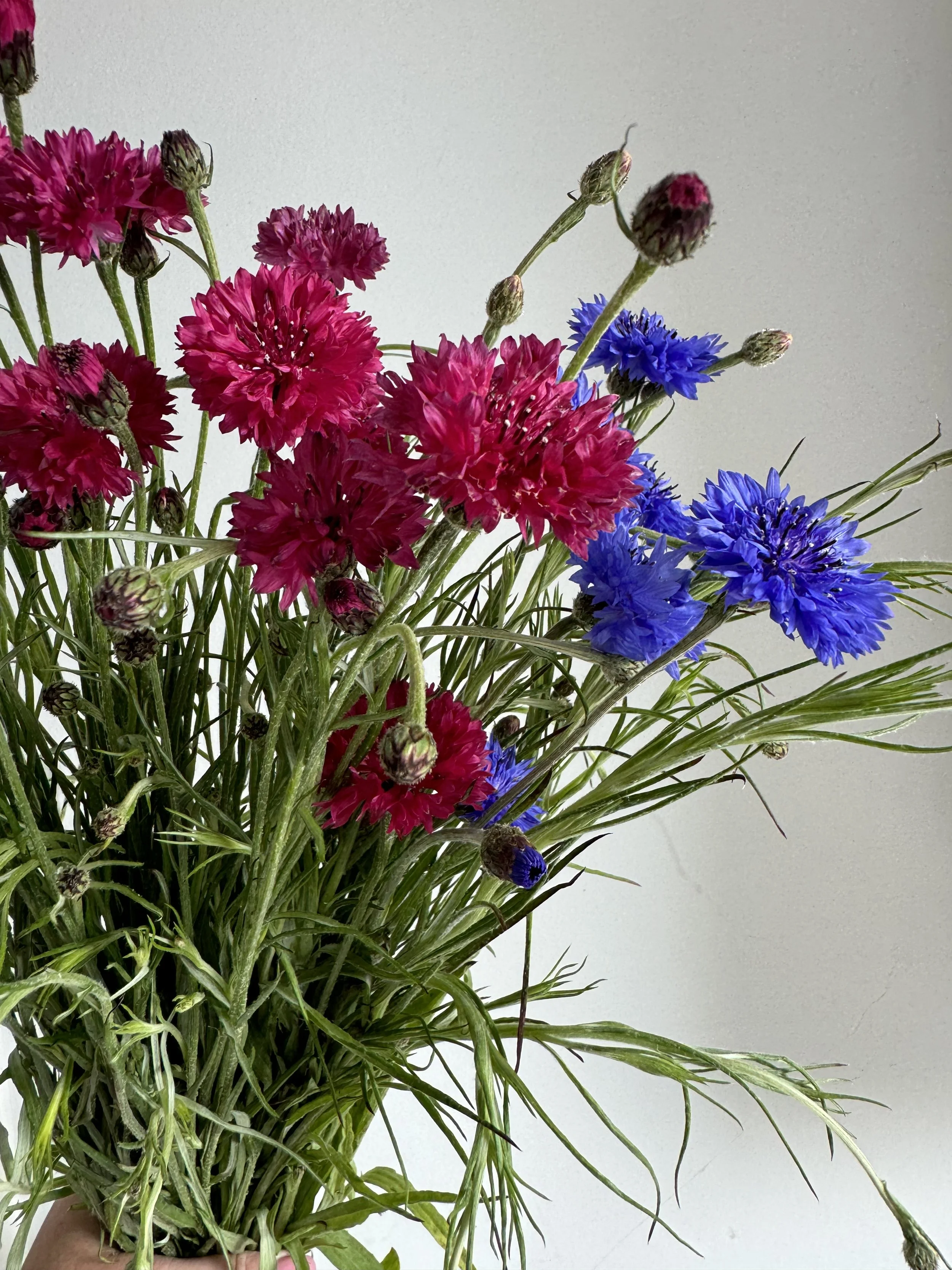 Cornflower