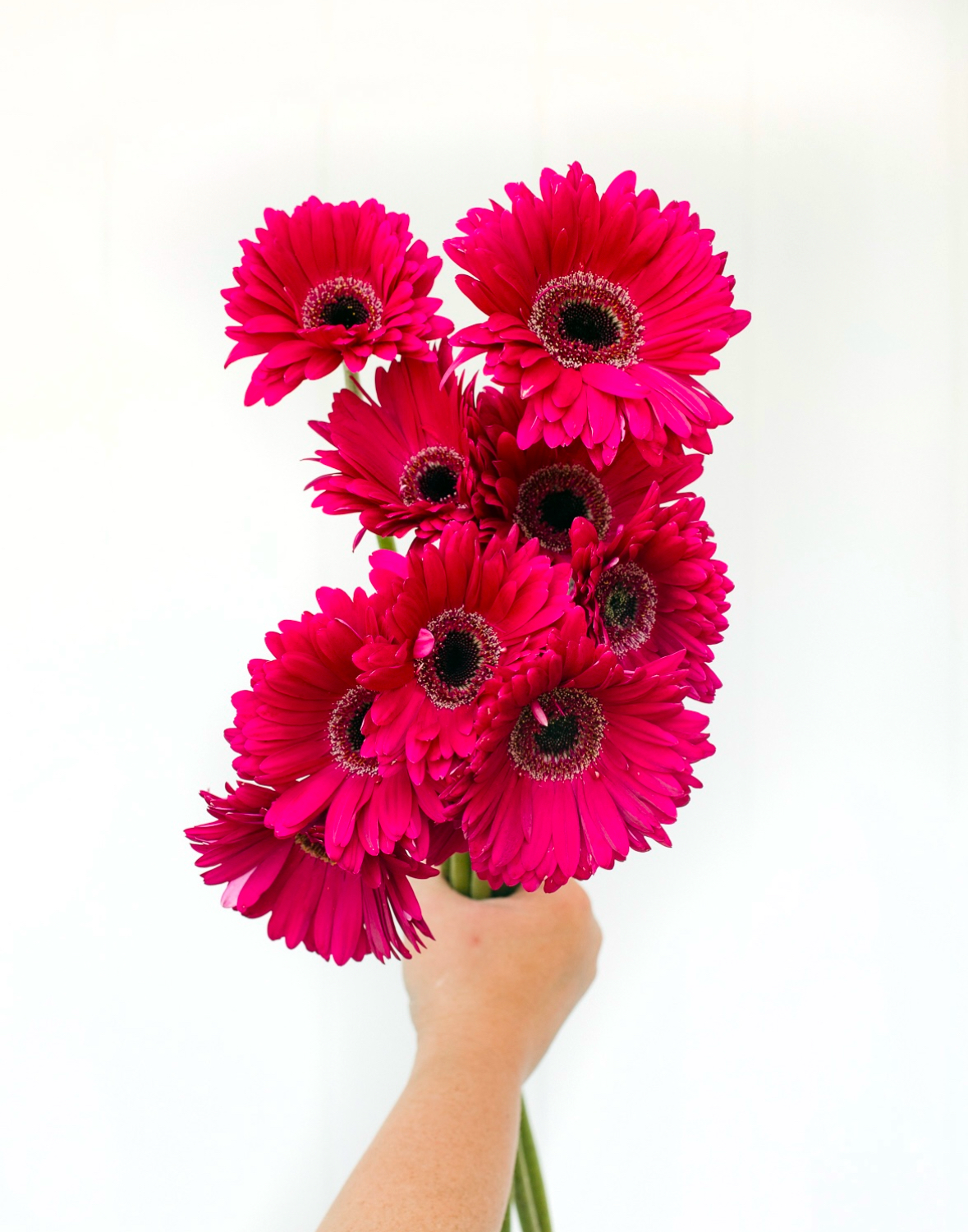 Gerberas - Mini Gerberas