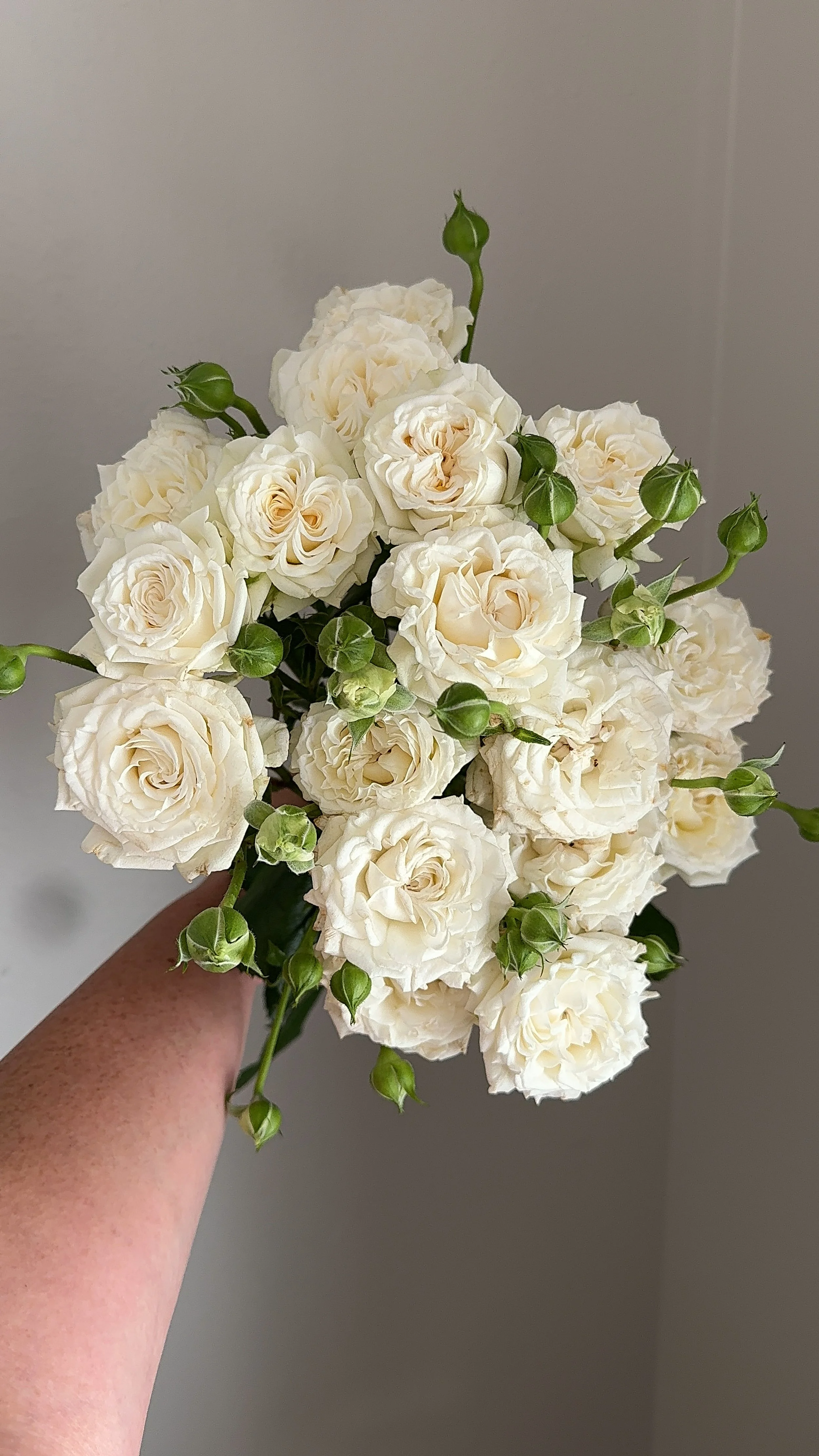 premium white spray roses_7137.jpeg
