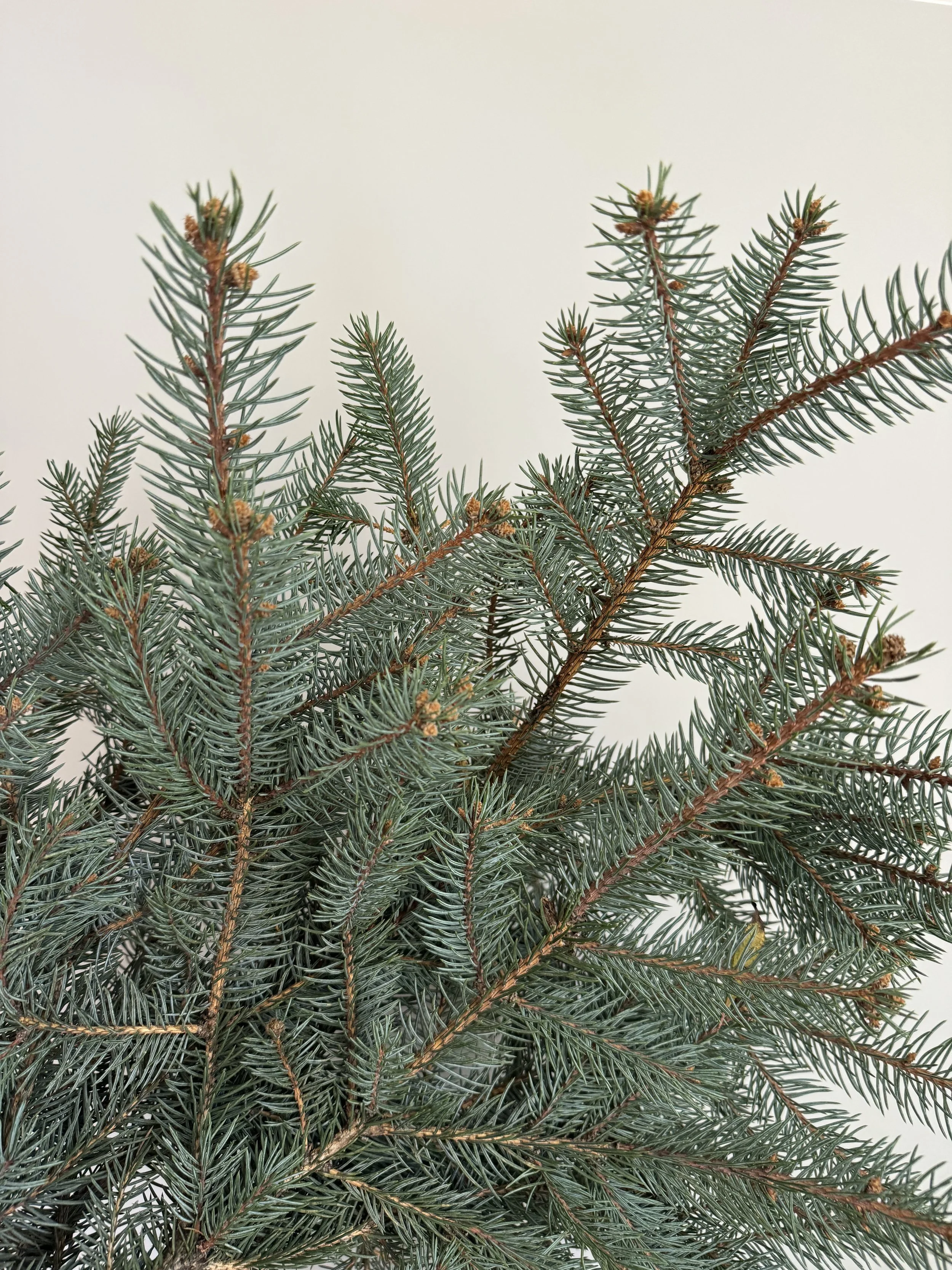 Blue Spruce