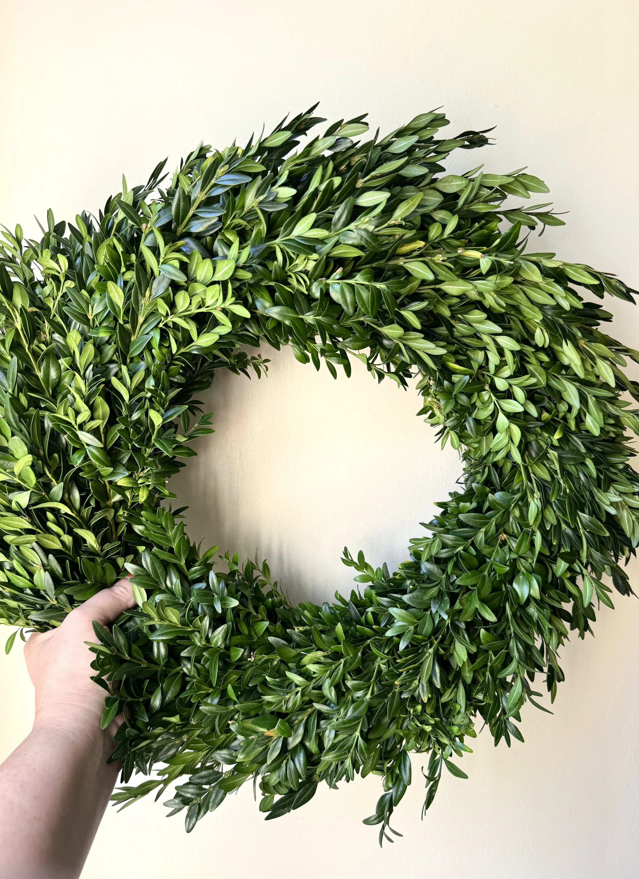 Boxwood Wreaths - 6 wreaths