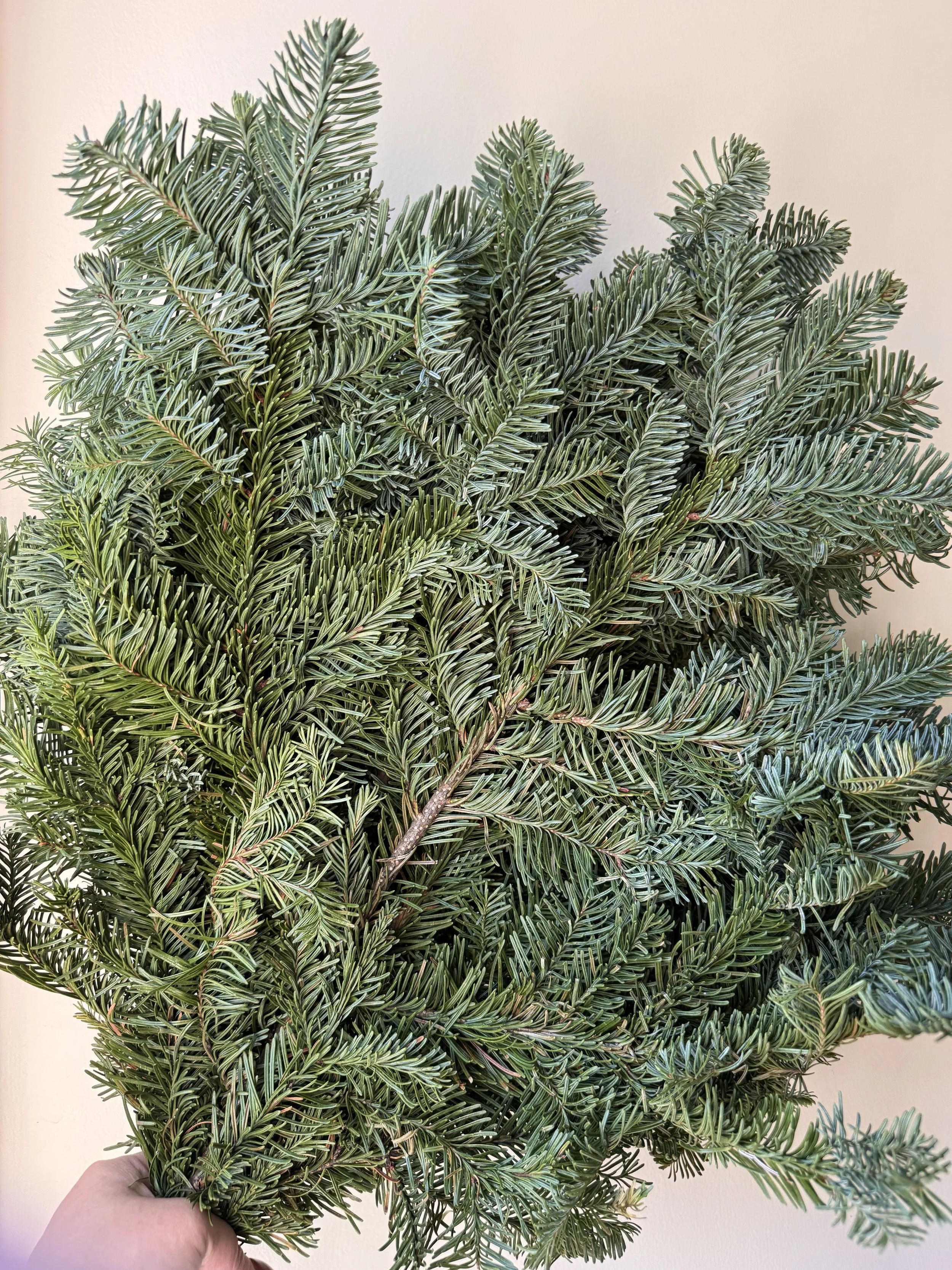 Noble Fir Tips - 25lbs
