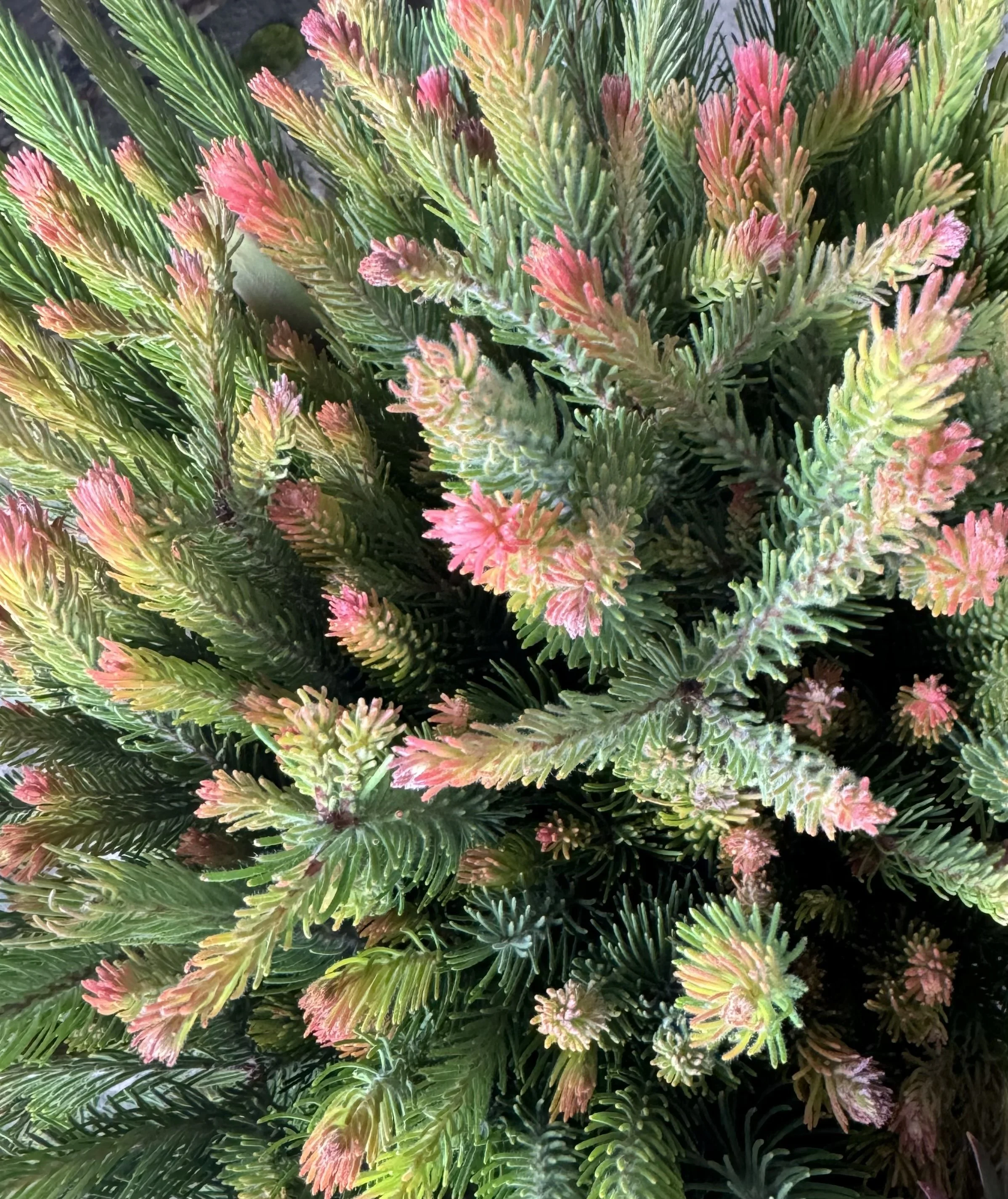 Australian Pine