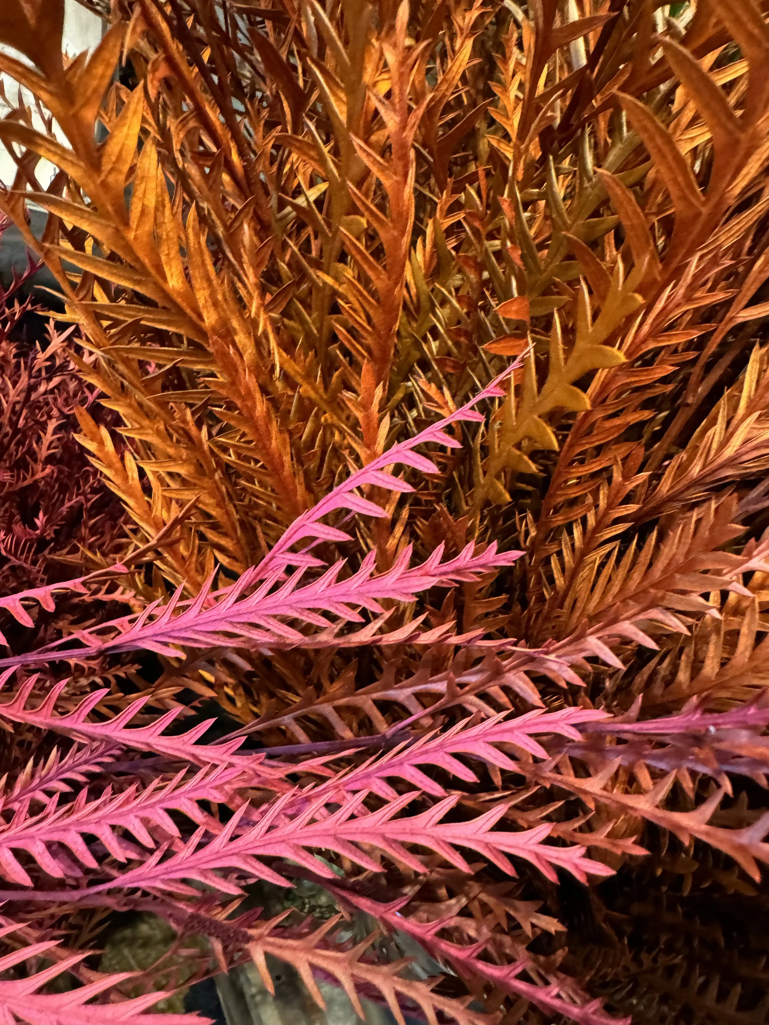 tingted fall foliage_6772.JPG