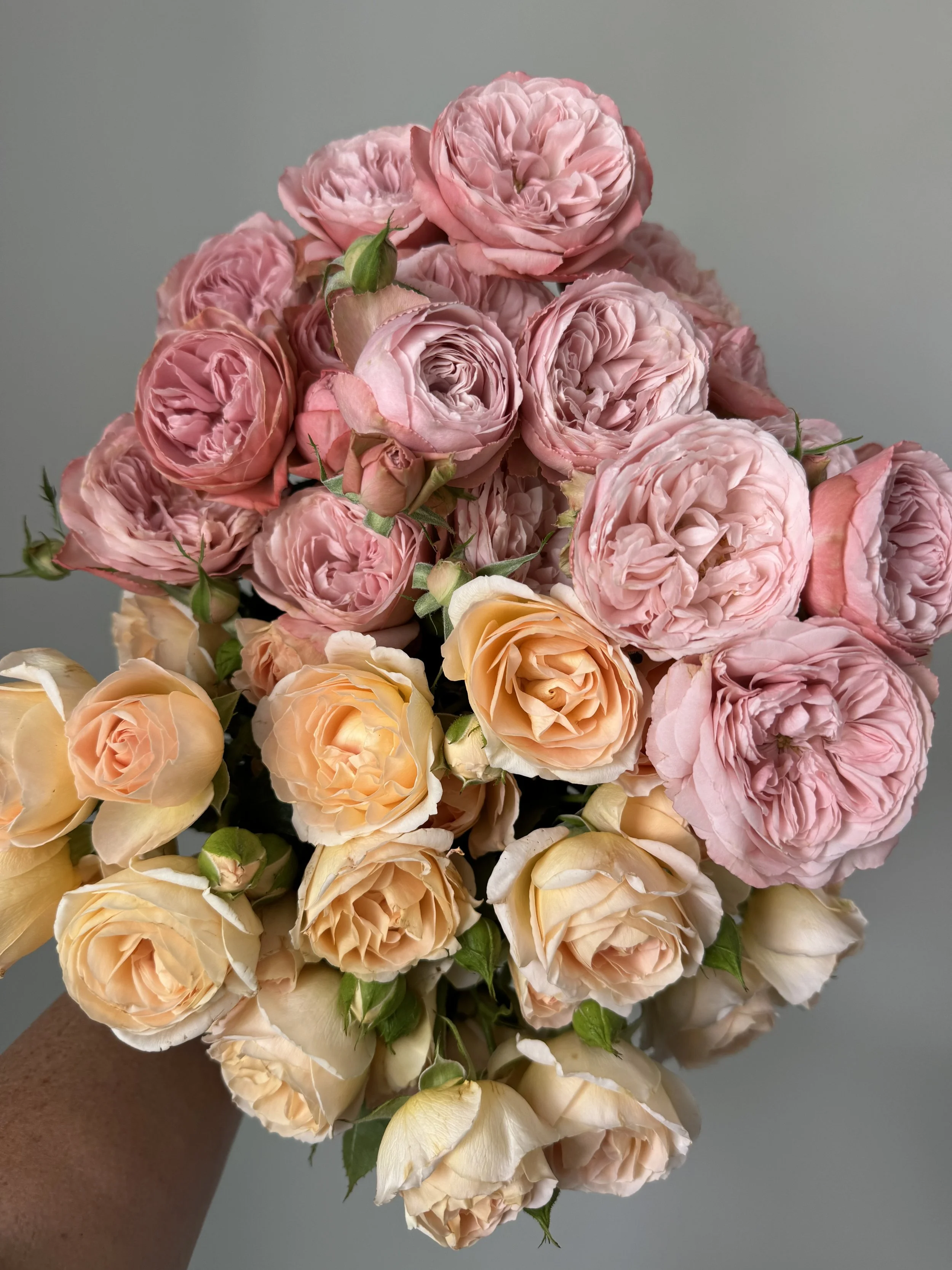 Rose: CA Premium Garden Spray Roses