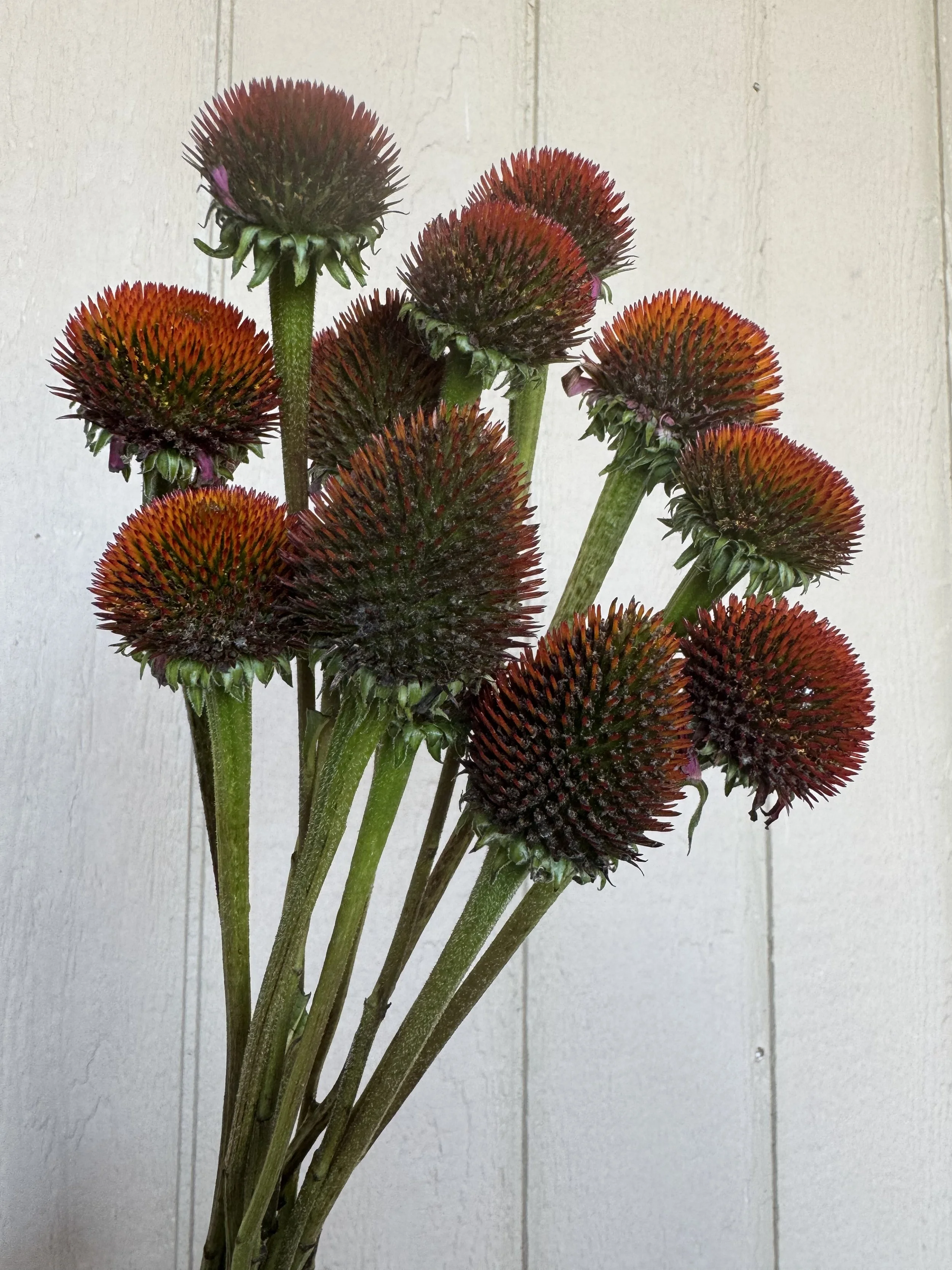 Pods - Echinacea - 15 bunches
