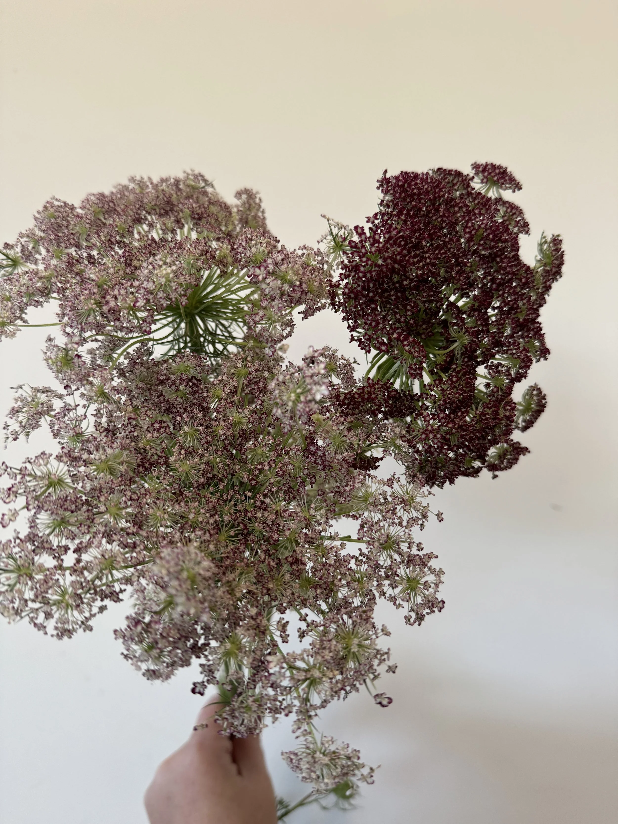 Ammi - Chocolate Lace