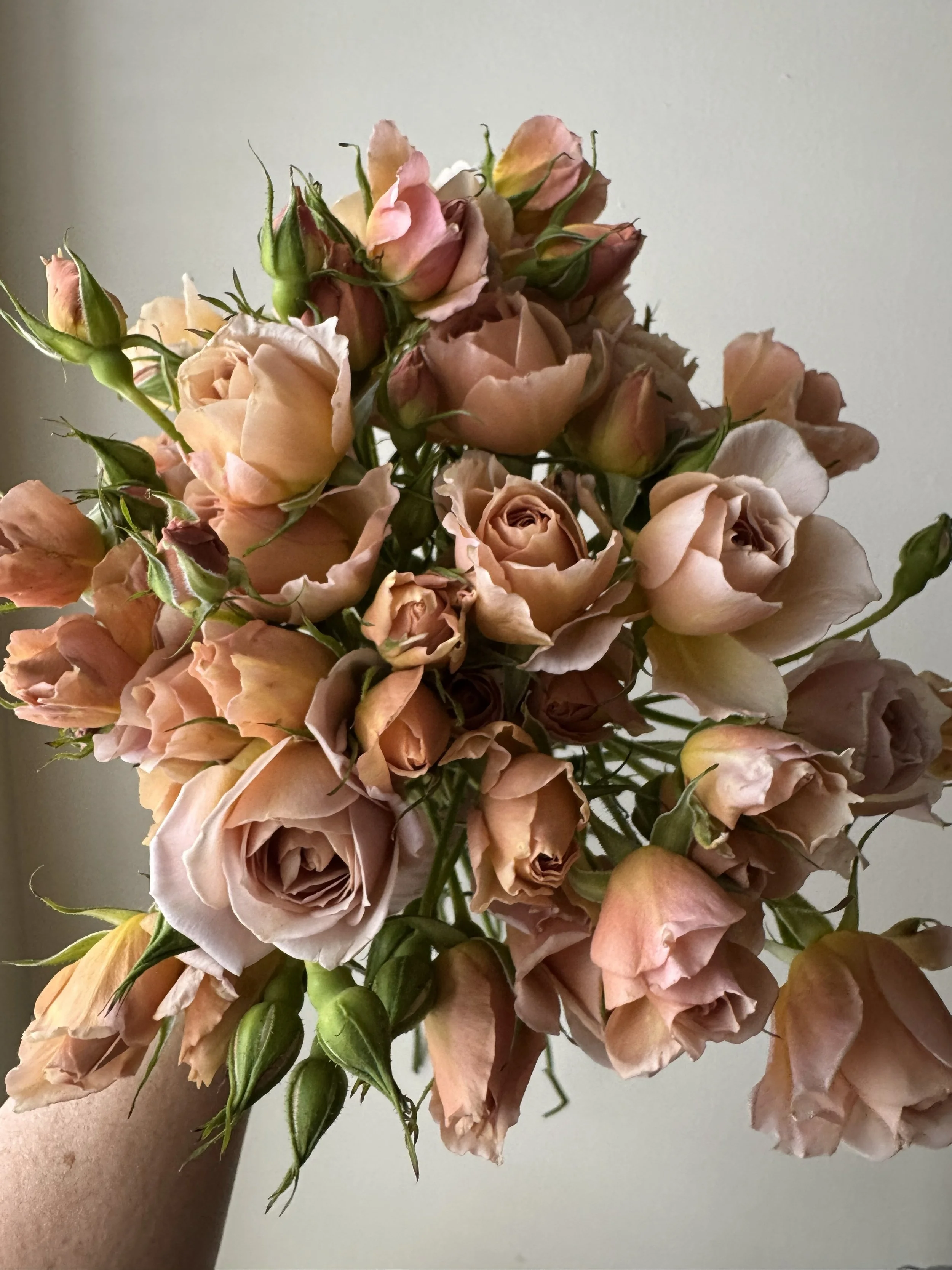 garden spray roses_8136.jpeg