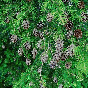 hemlock with cones_3954.JPG