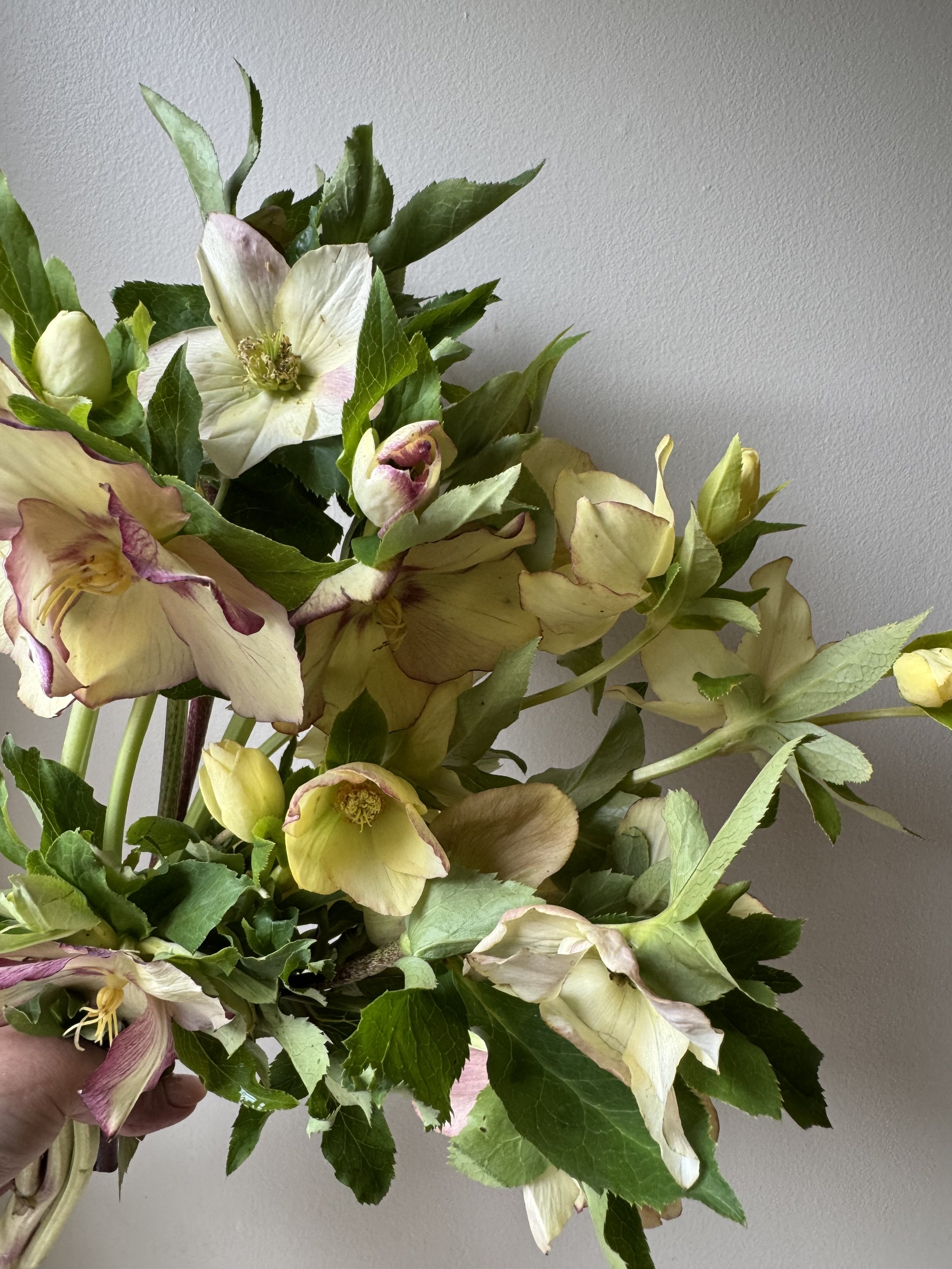 Hellebores IMG_2188.jpg