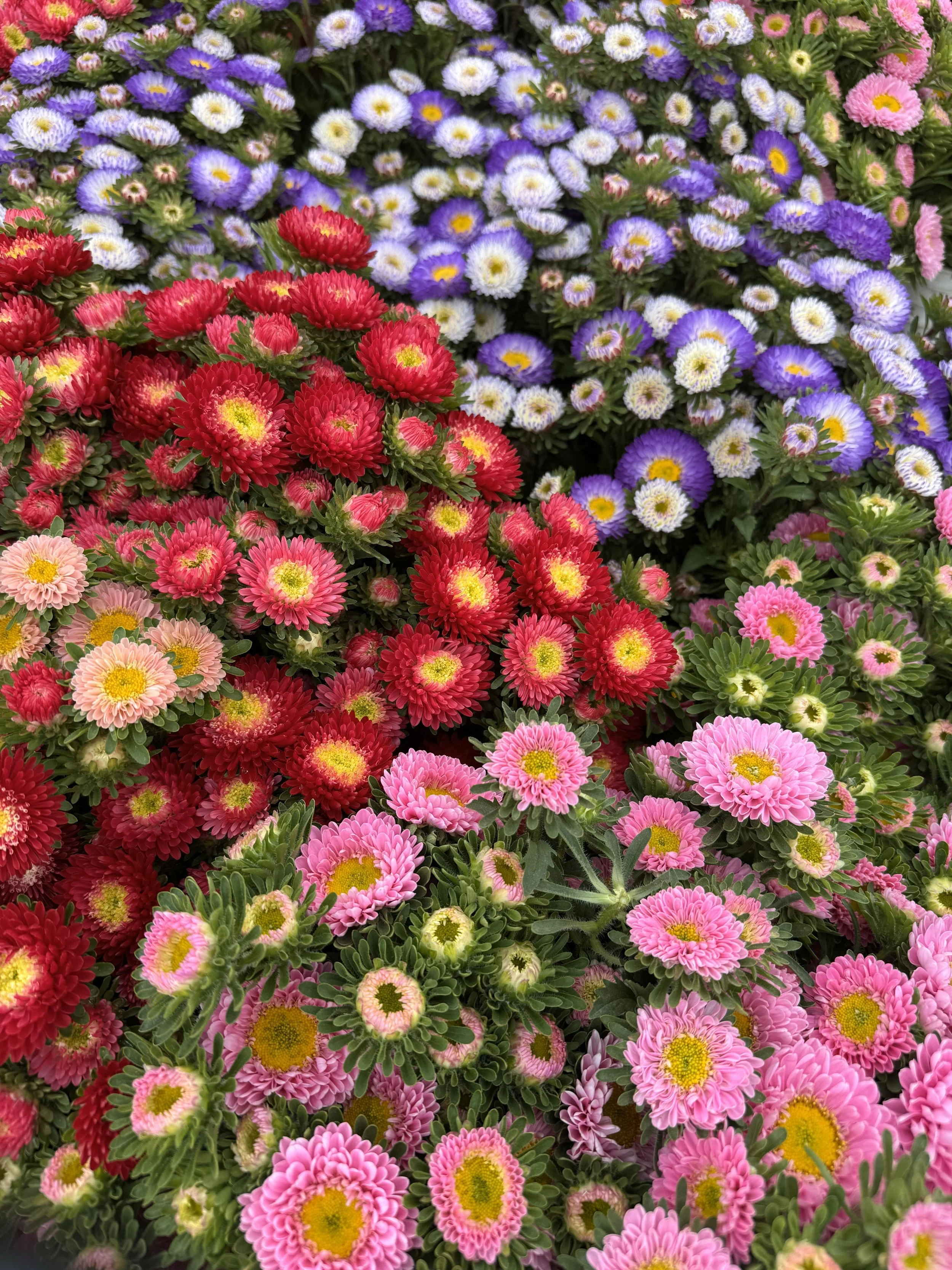 Aster Matsumoto_4972.jpeg