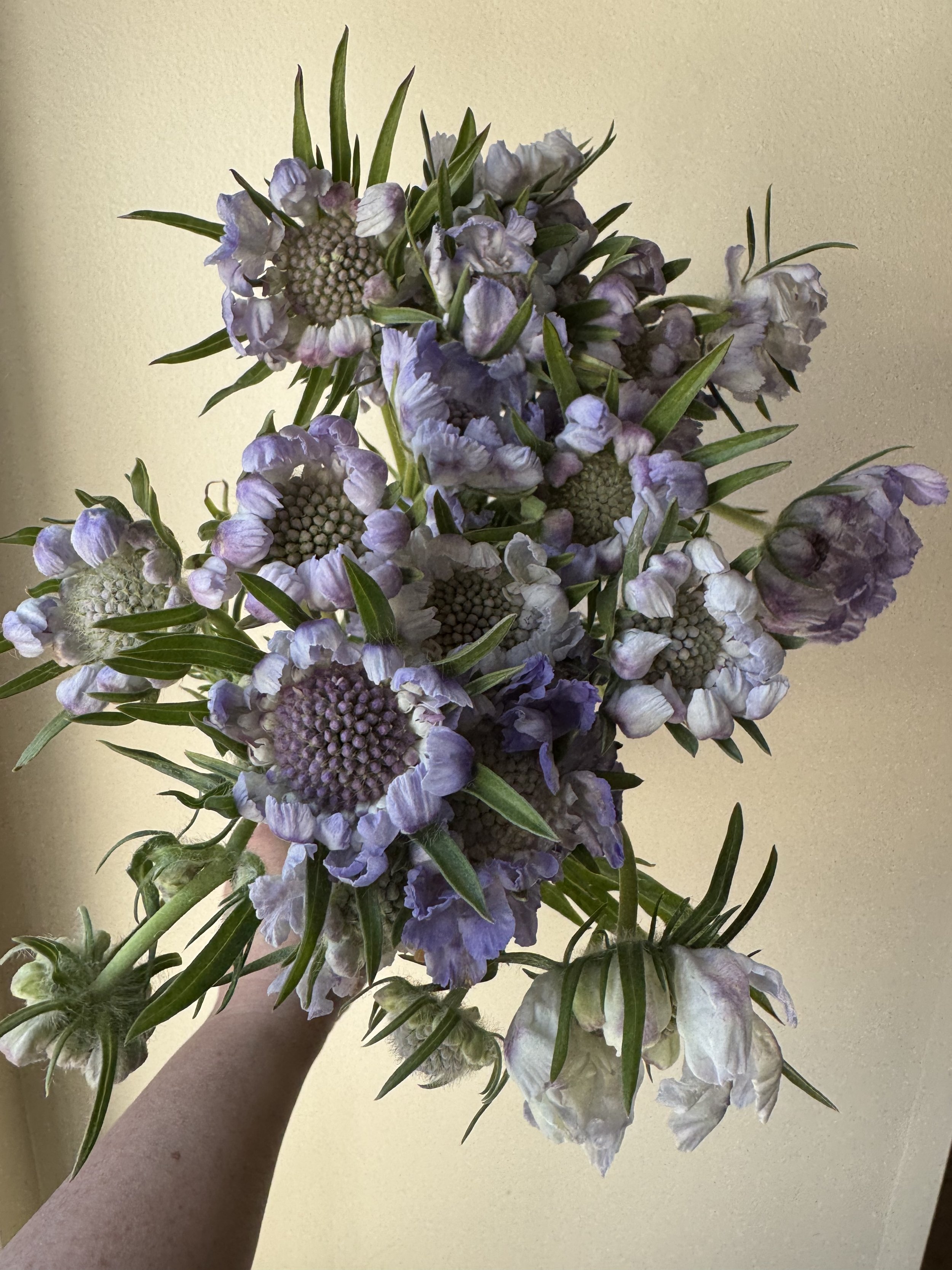 scabiosa blue_1066.jpg
