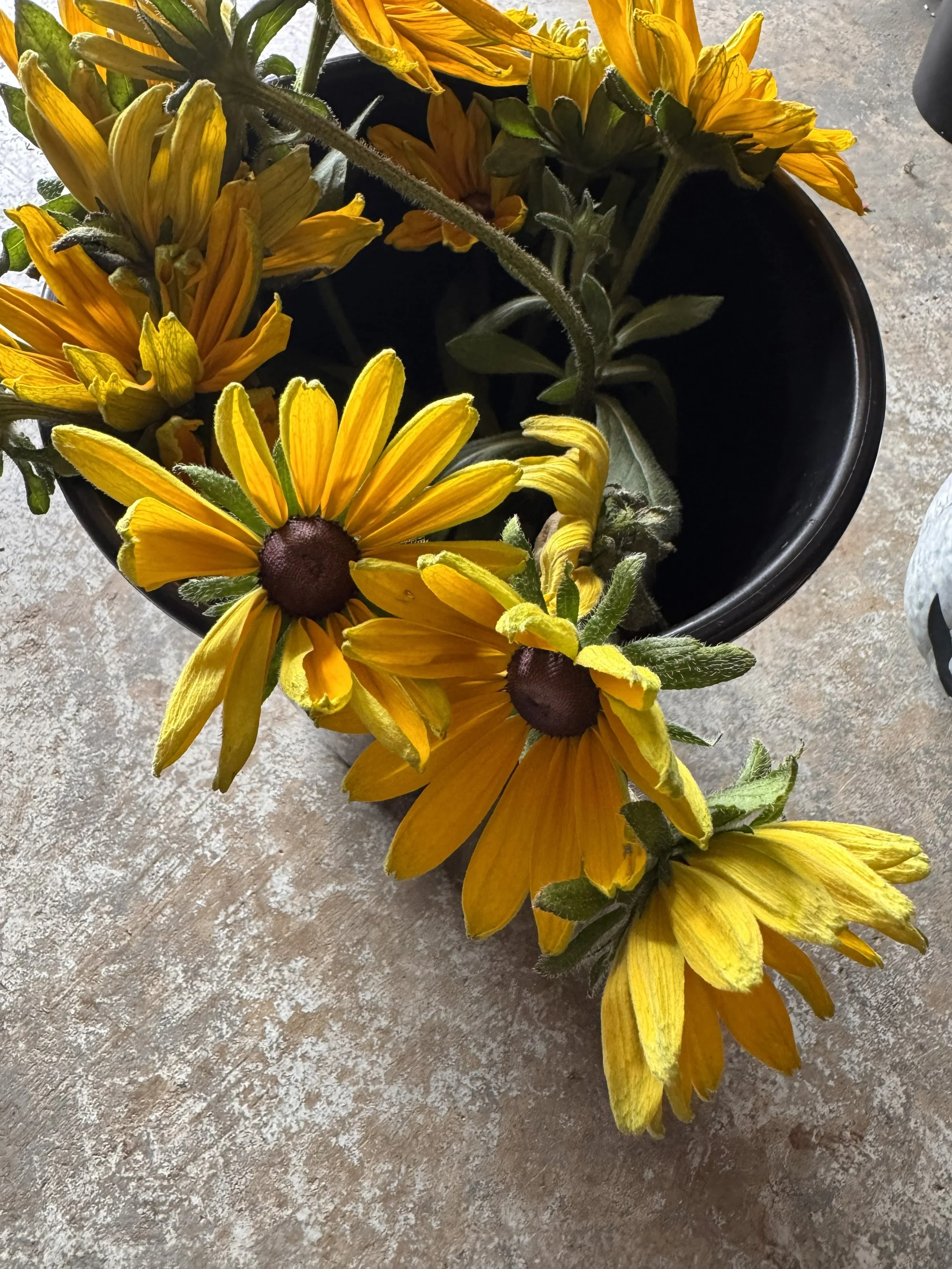 rudbeckia_9742.jpeg