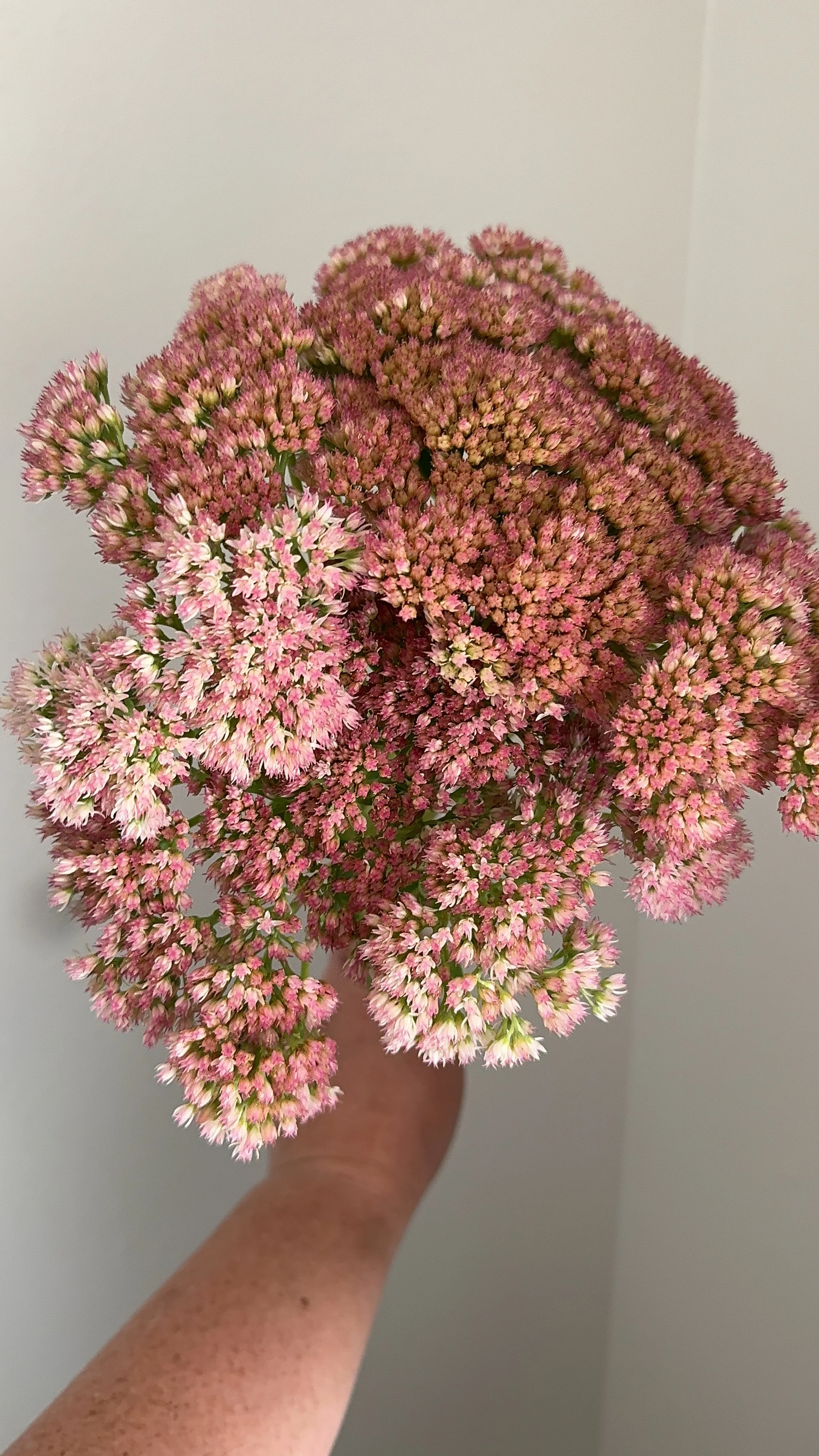 Sedum