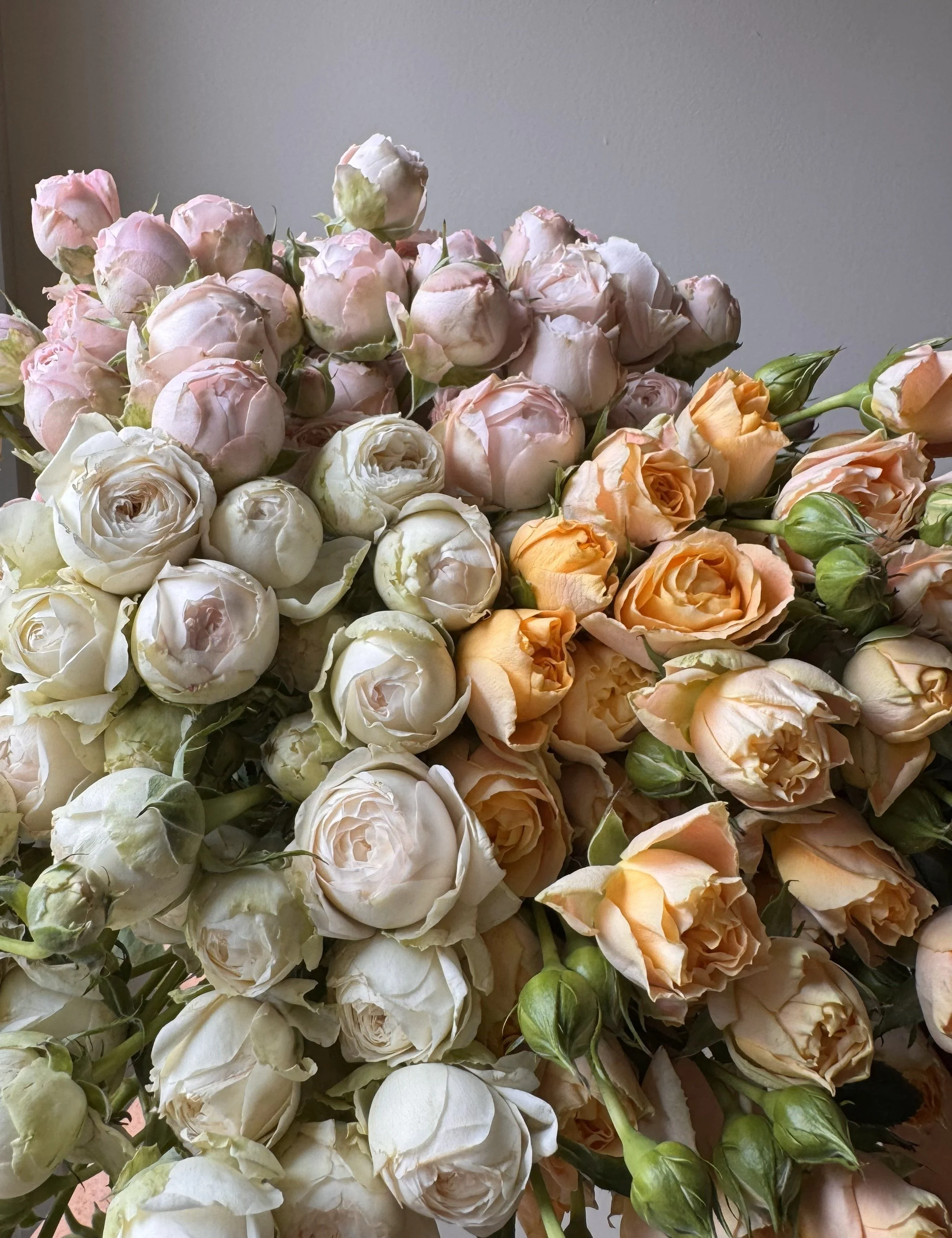 garden spray roses_4696.jpeg