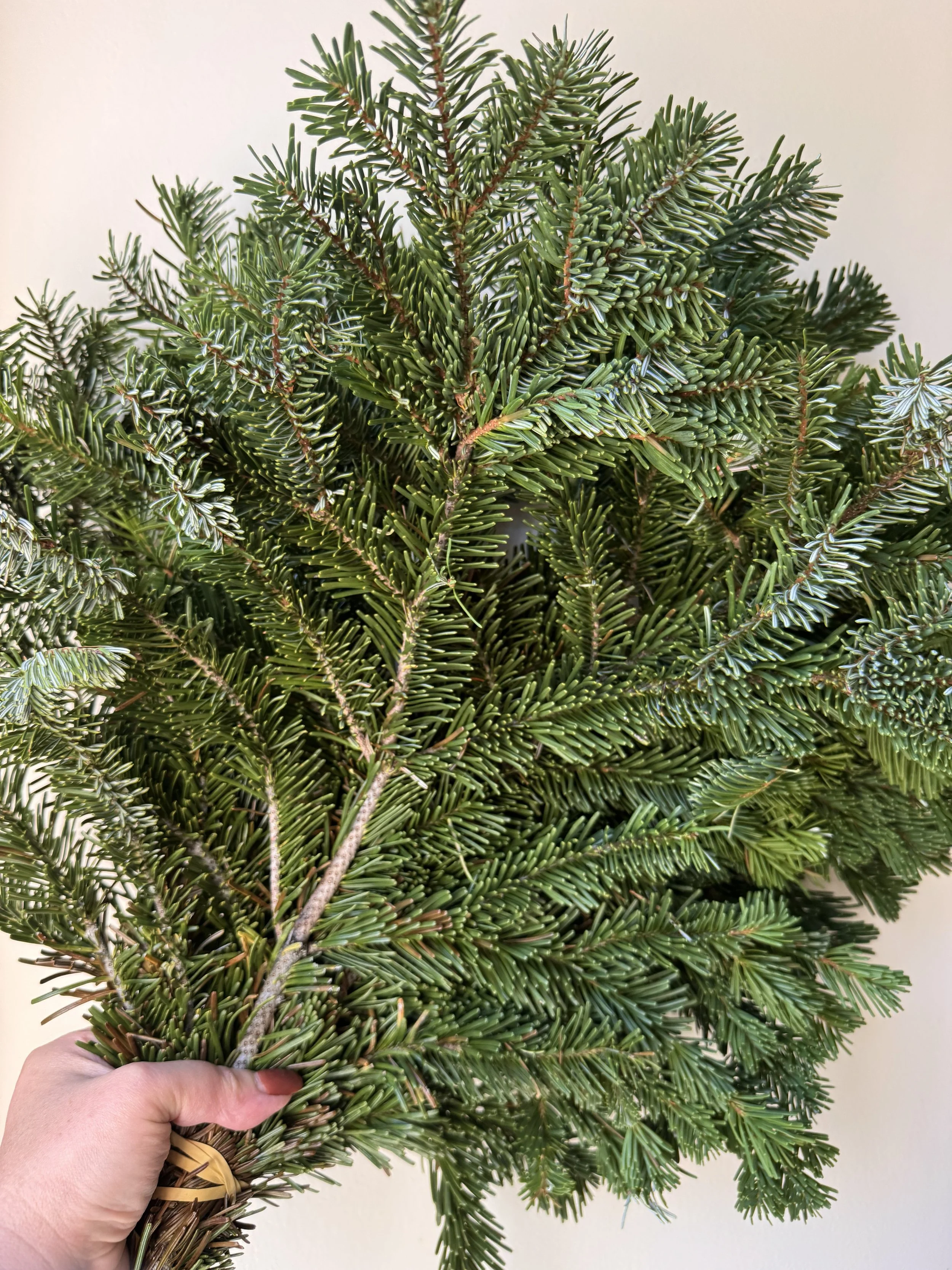 Silver Fir Tips_1049.jpeg