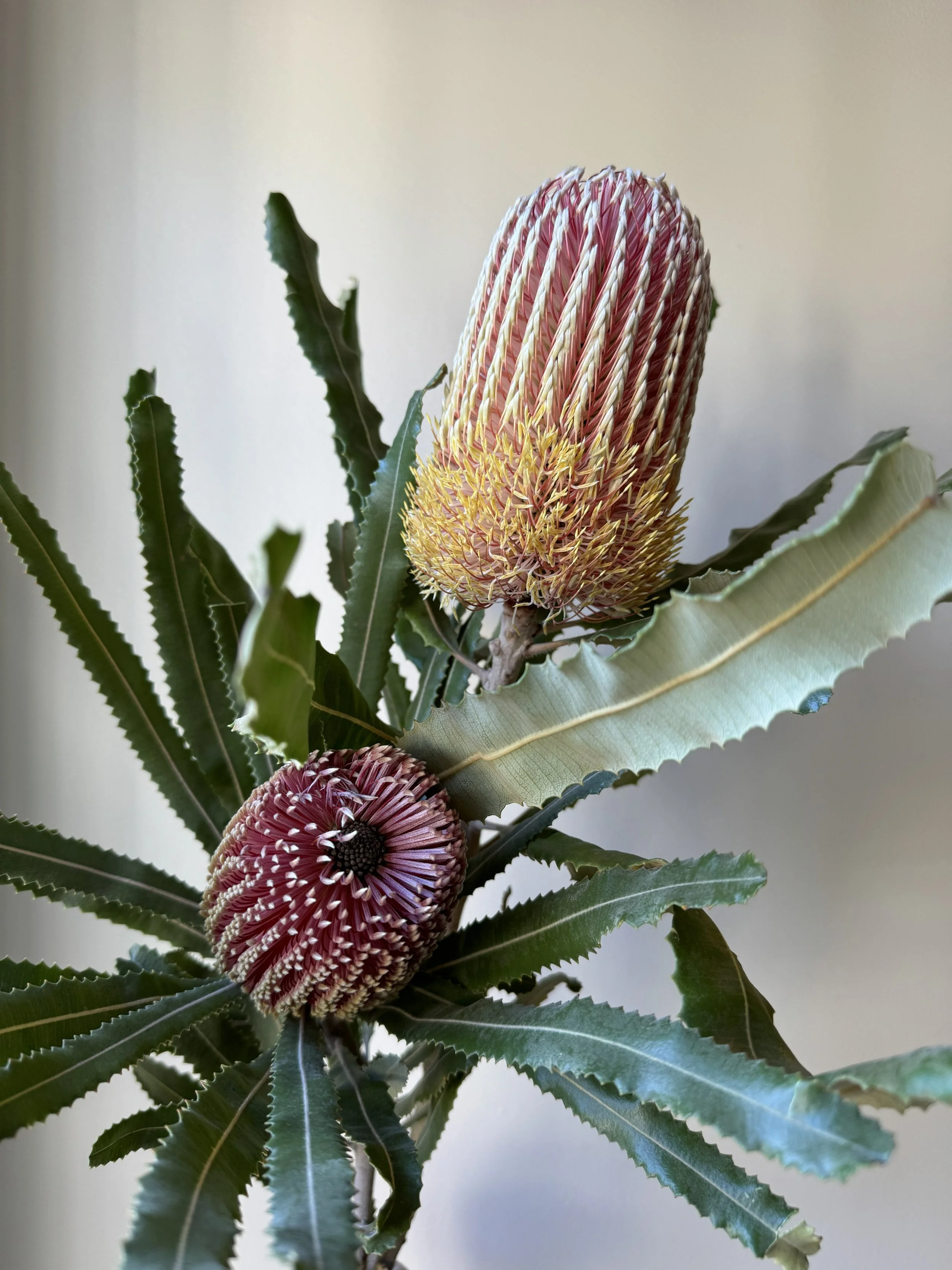 Banksia Menziesii_4093.jpeg
