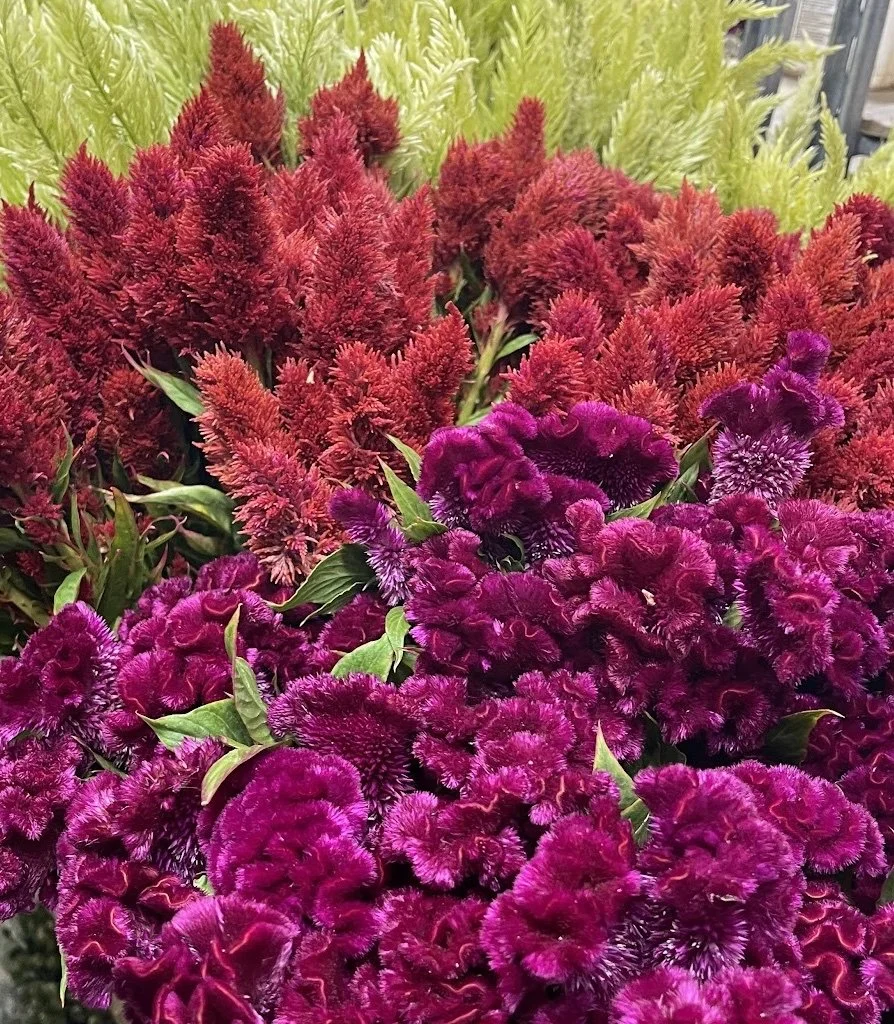 Celosia - Feather or Wheat