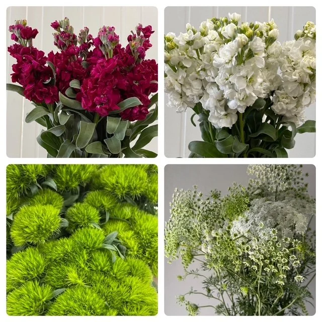 Mixed Box: Red, Green, White Holiday